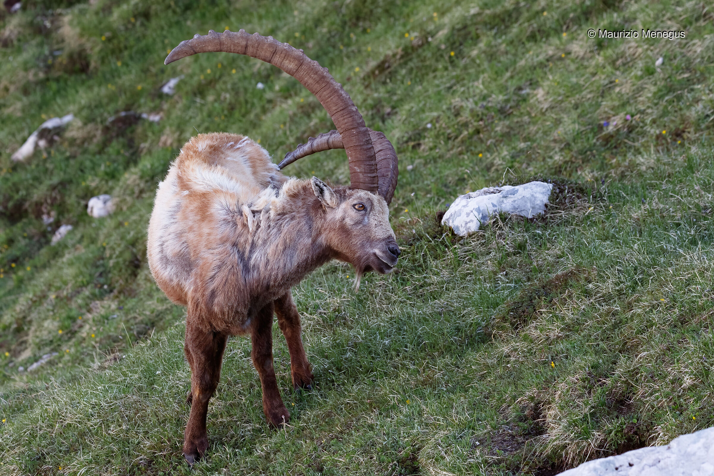 Stambecco - vecchio maschio - Dolomiti