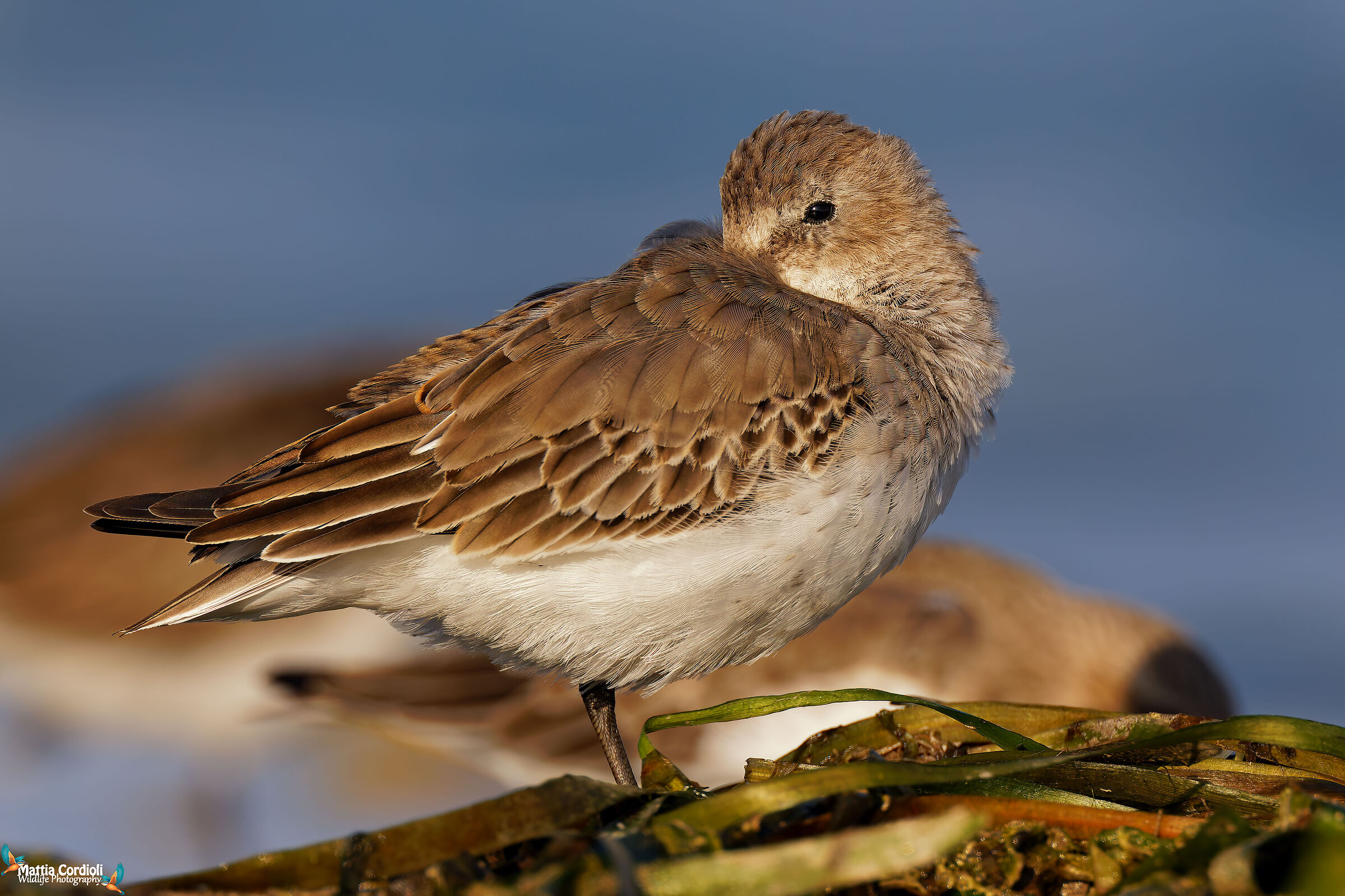 dunlin