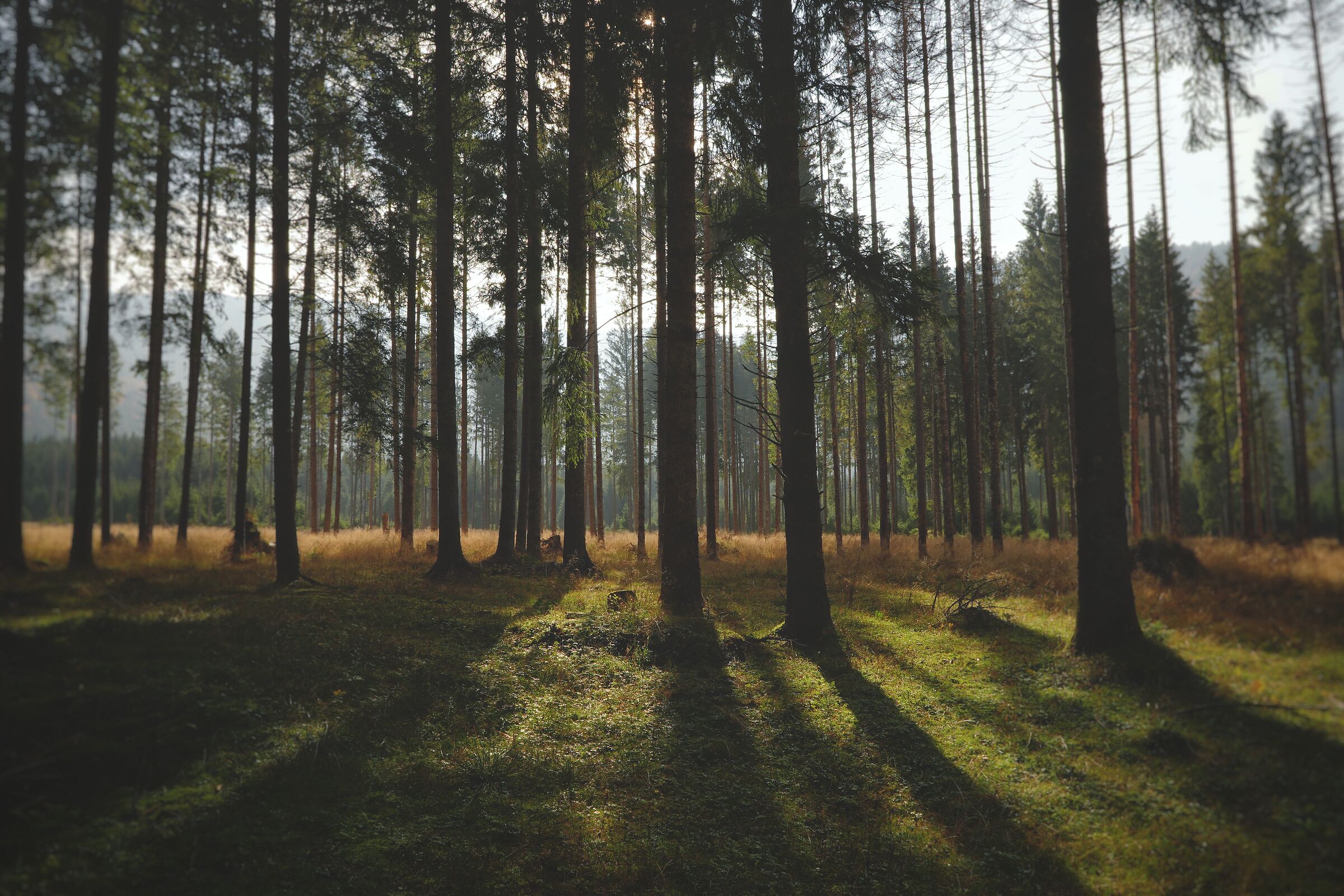 Ombre di metà mattina