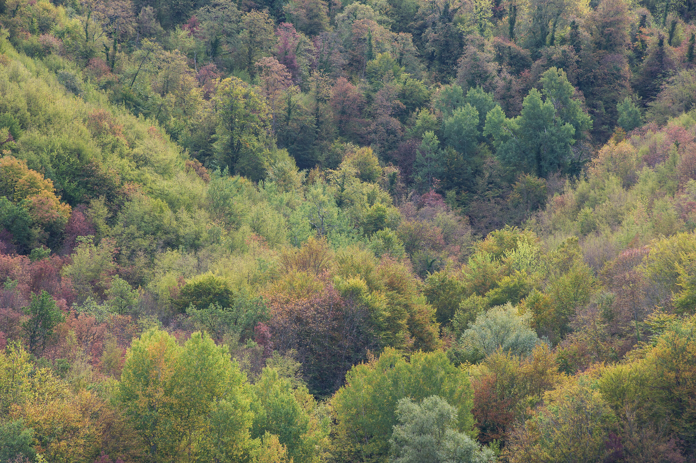 Vallegrascia Montemonaco