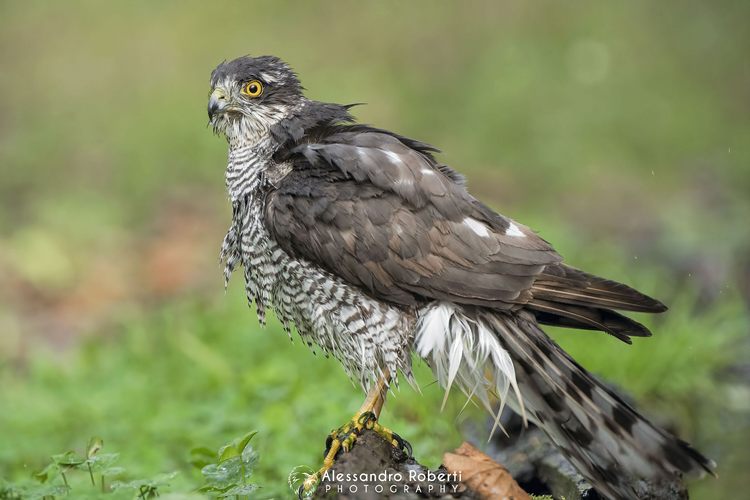 Female sparrowhawk