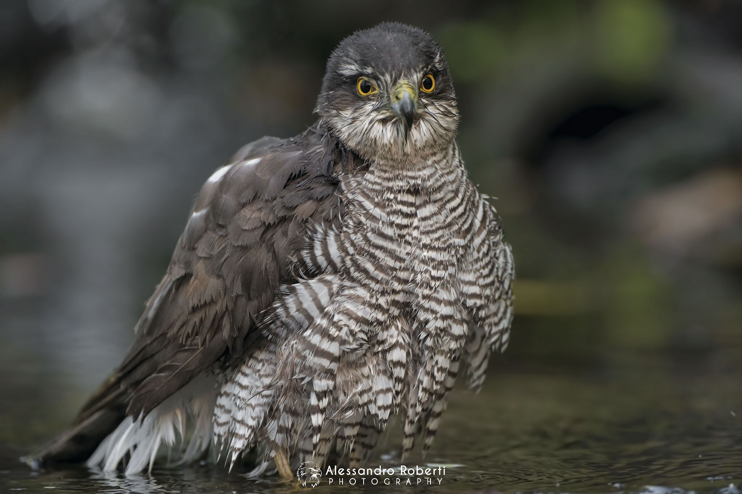Female sparrowhawk