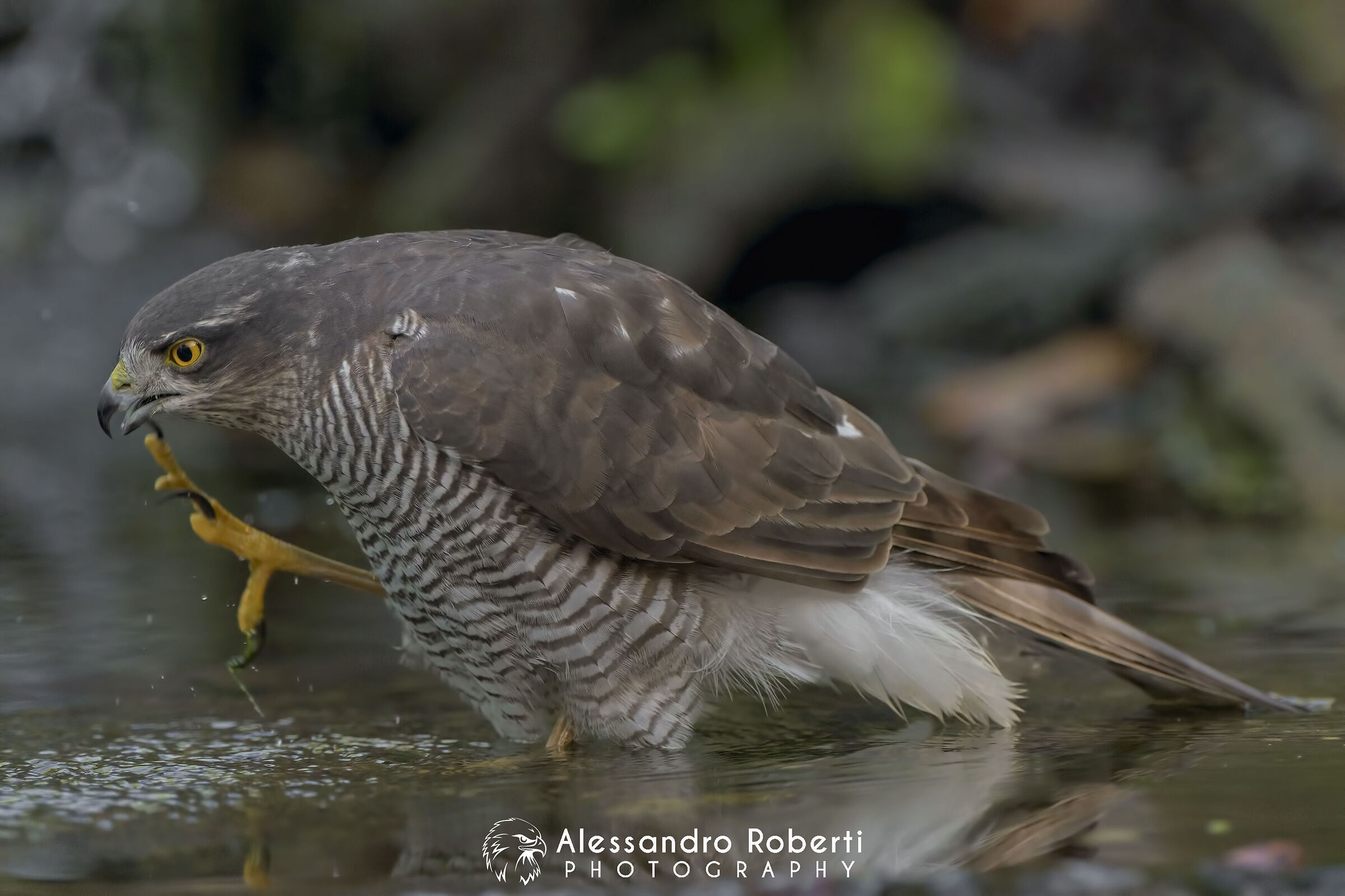 Female sparrowhawk