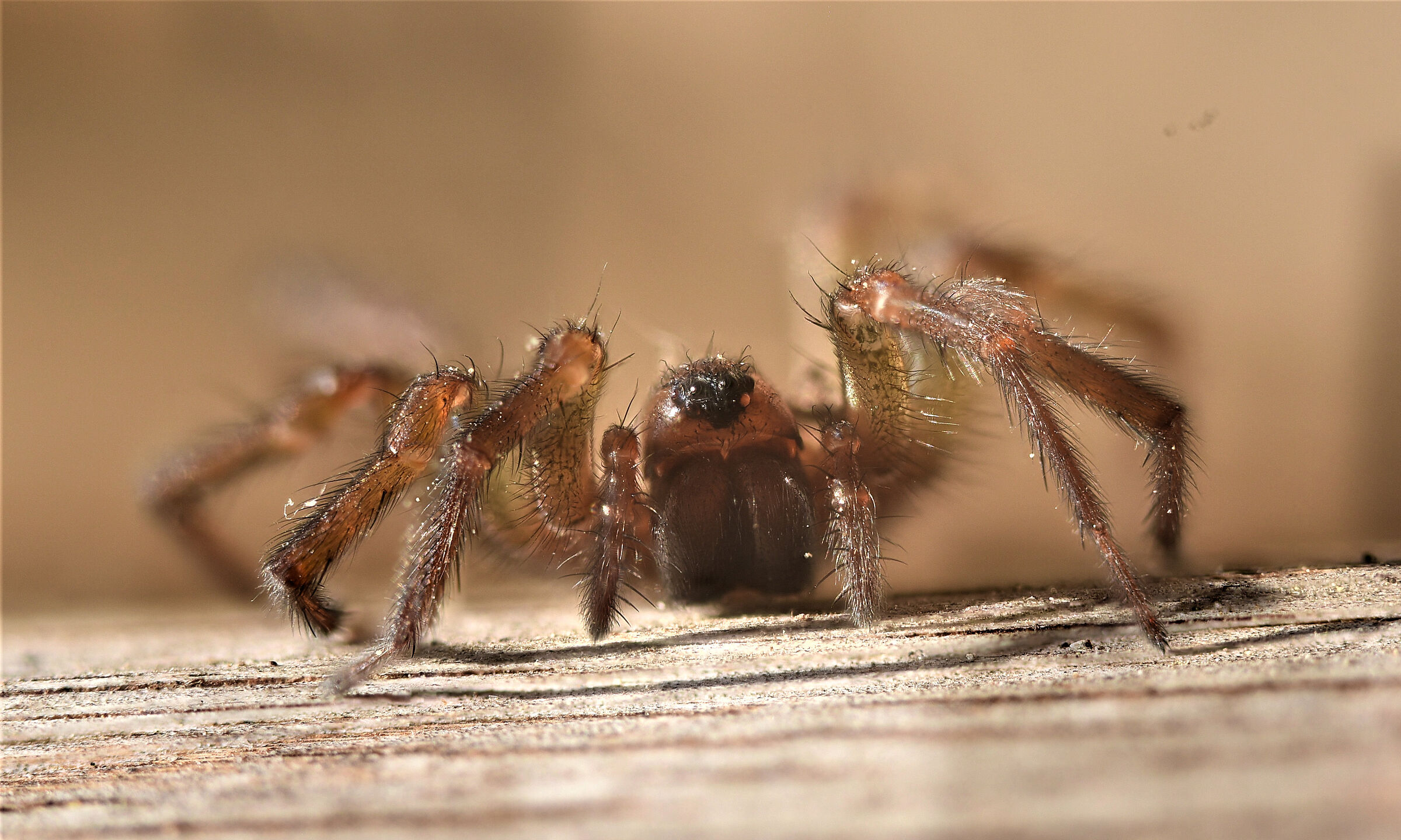 Tegenaria domestica
