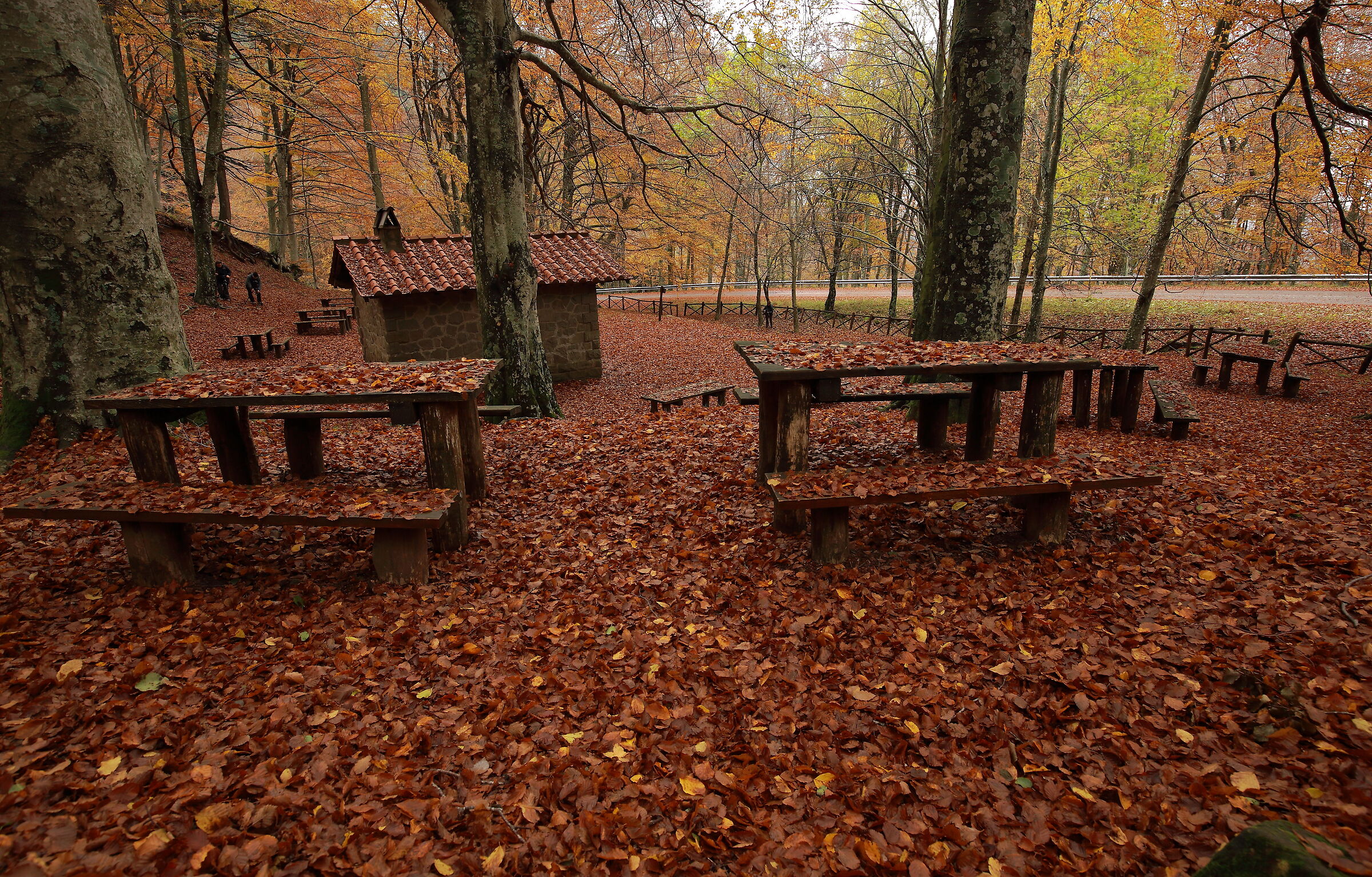 The show of the second row