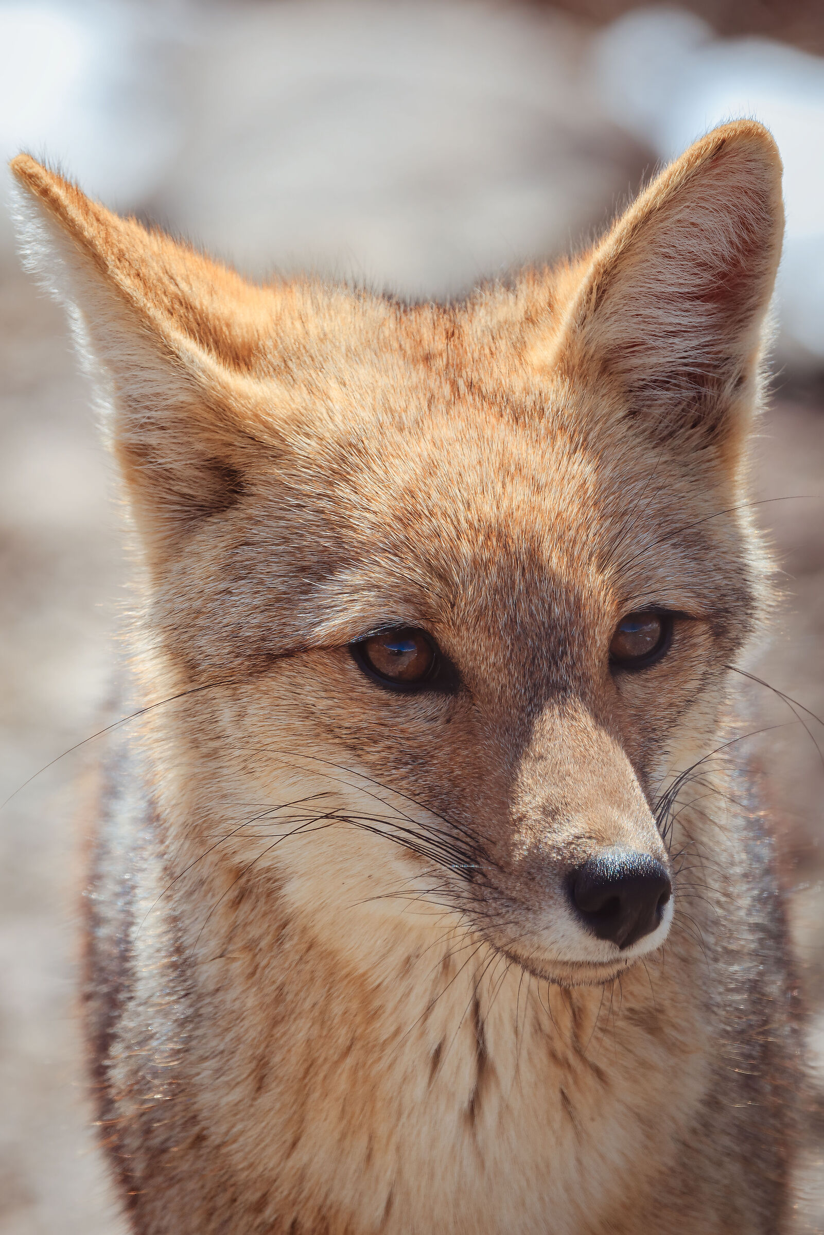 Volpe rossa delle Ande