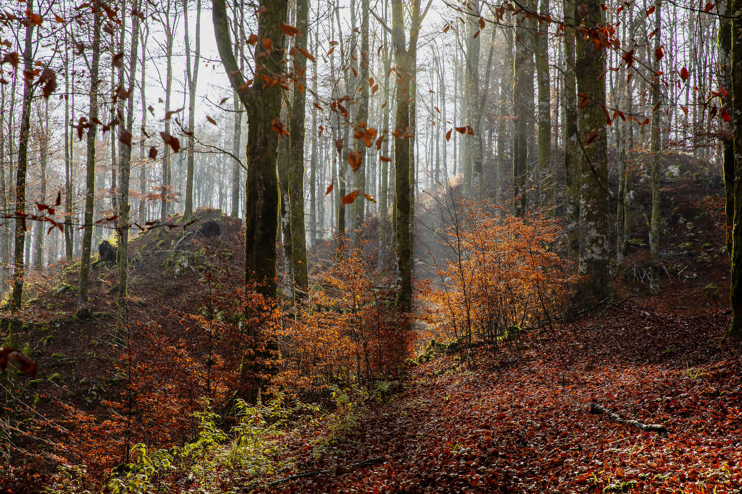 In silence Autumn abandons