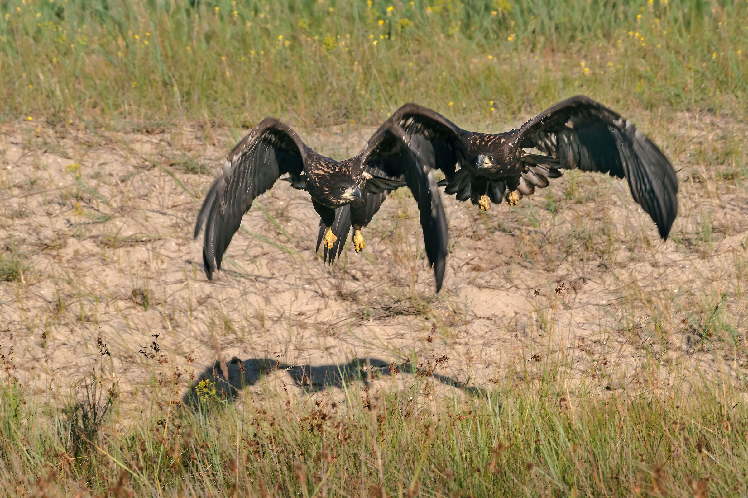 Aquile di mare (Haliaeetus albicilla) juv.