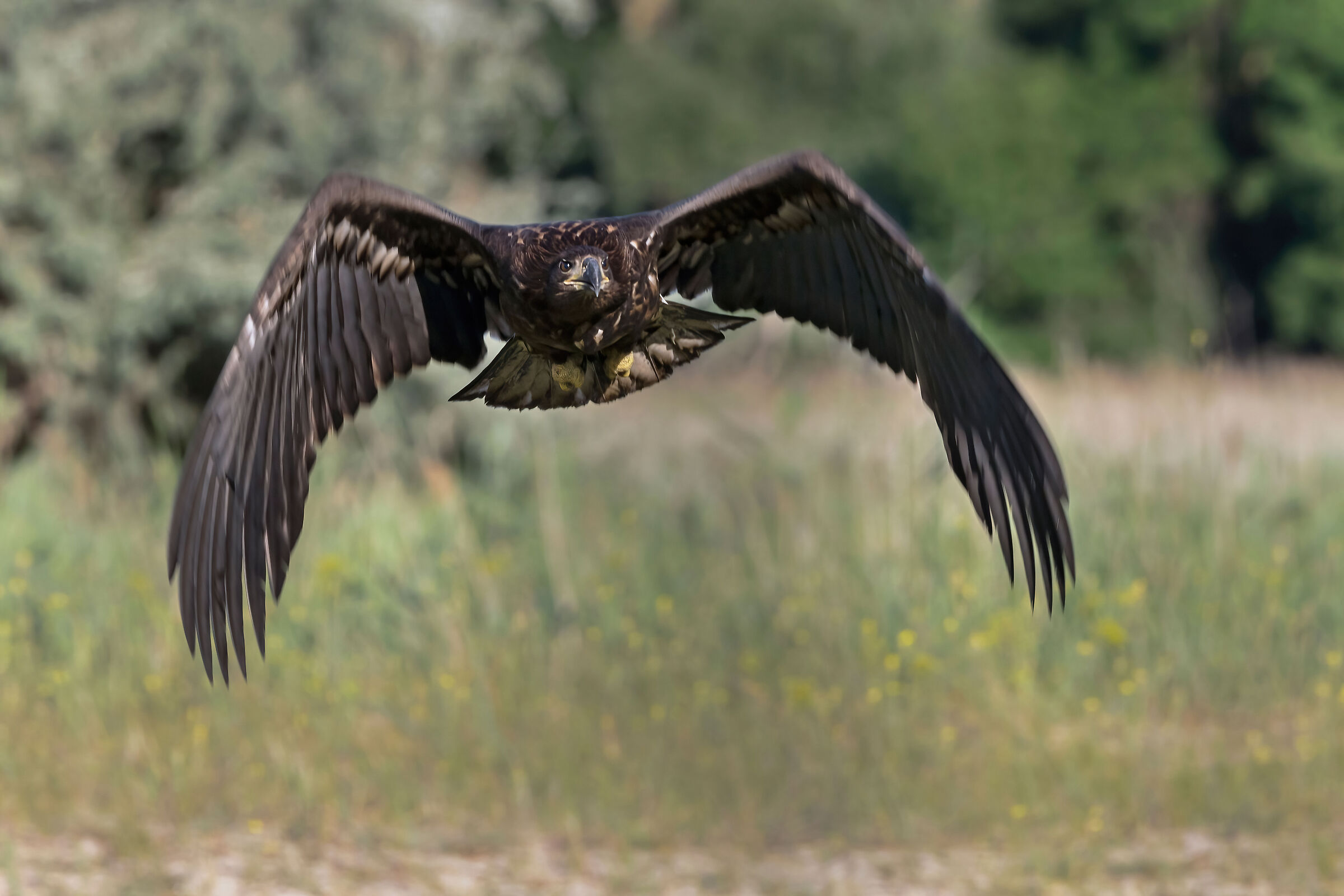 Aquila di mare (Haliaeetus albicilla) juv.