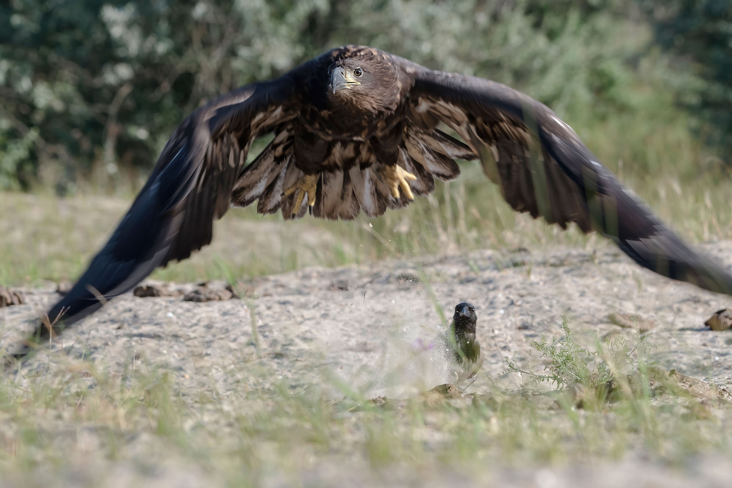 Aquila di mare (Haliaeetus albicilla) juv.