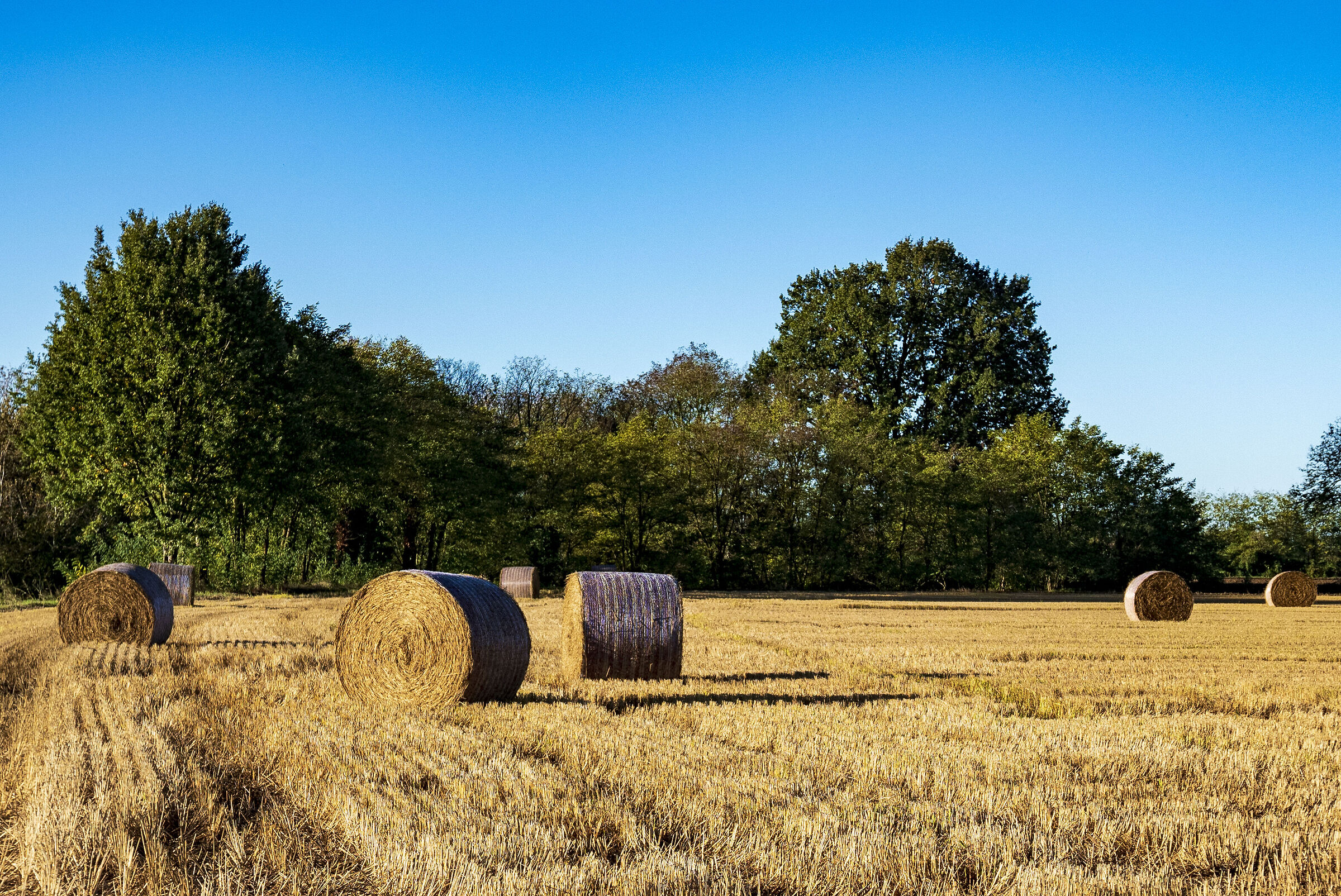 But how many bales! :)