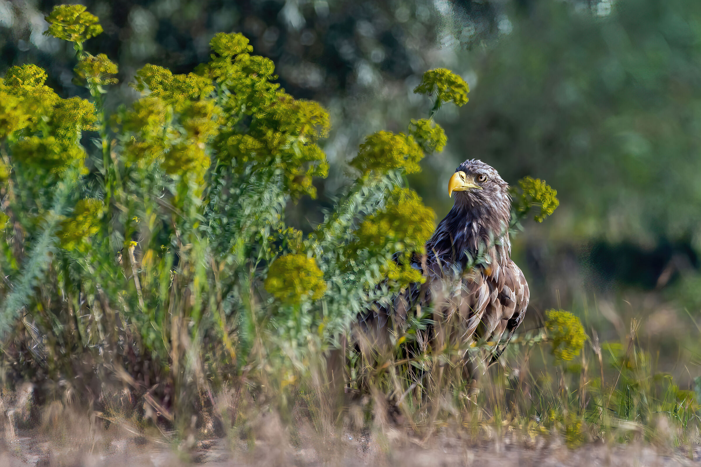 Aquila di mare (Haliaeetus albicilla)