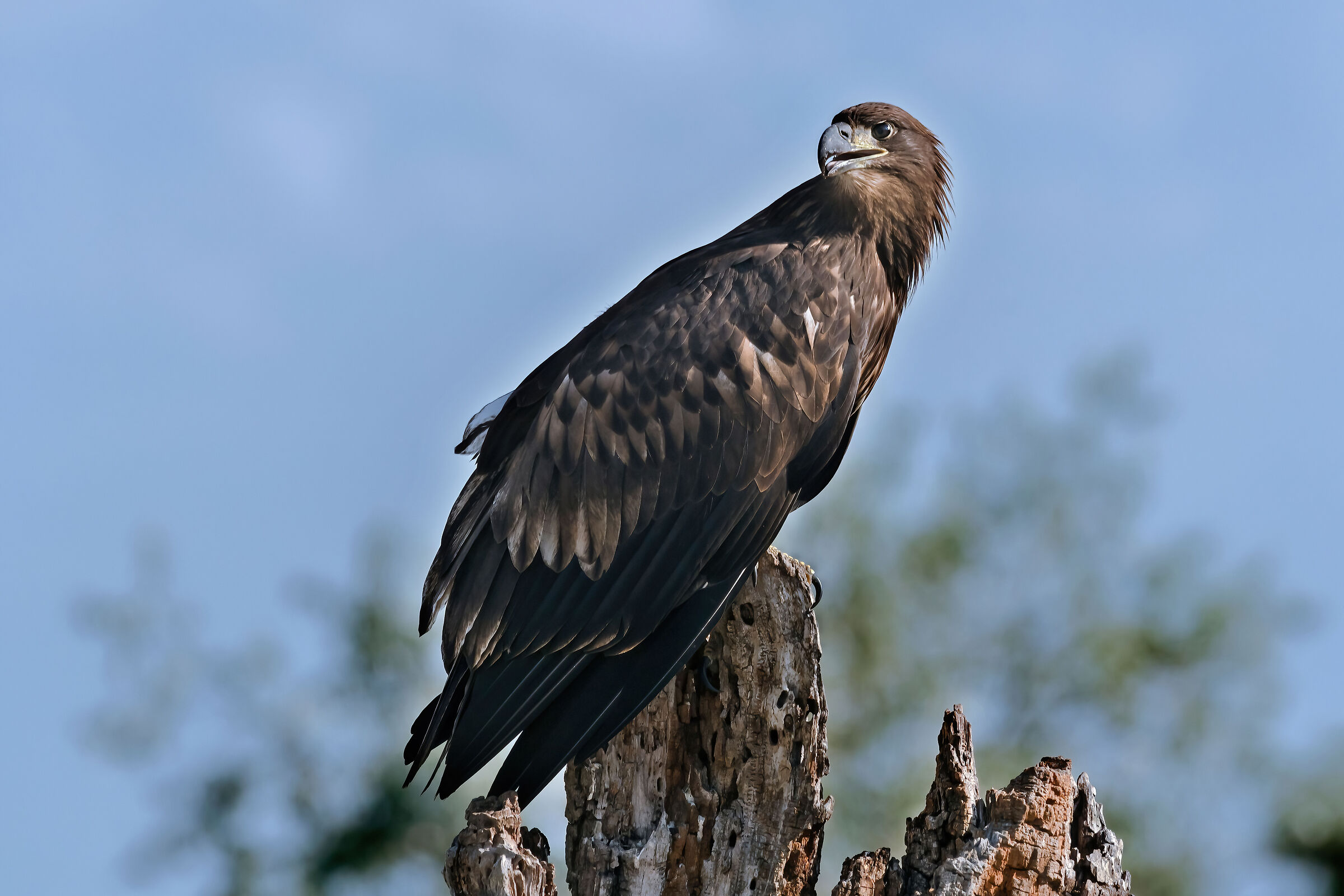 Aquila di mare (Haliaeetus albicilla) juv.