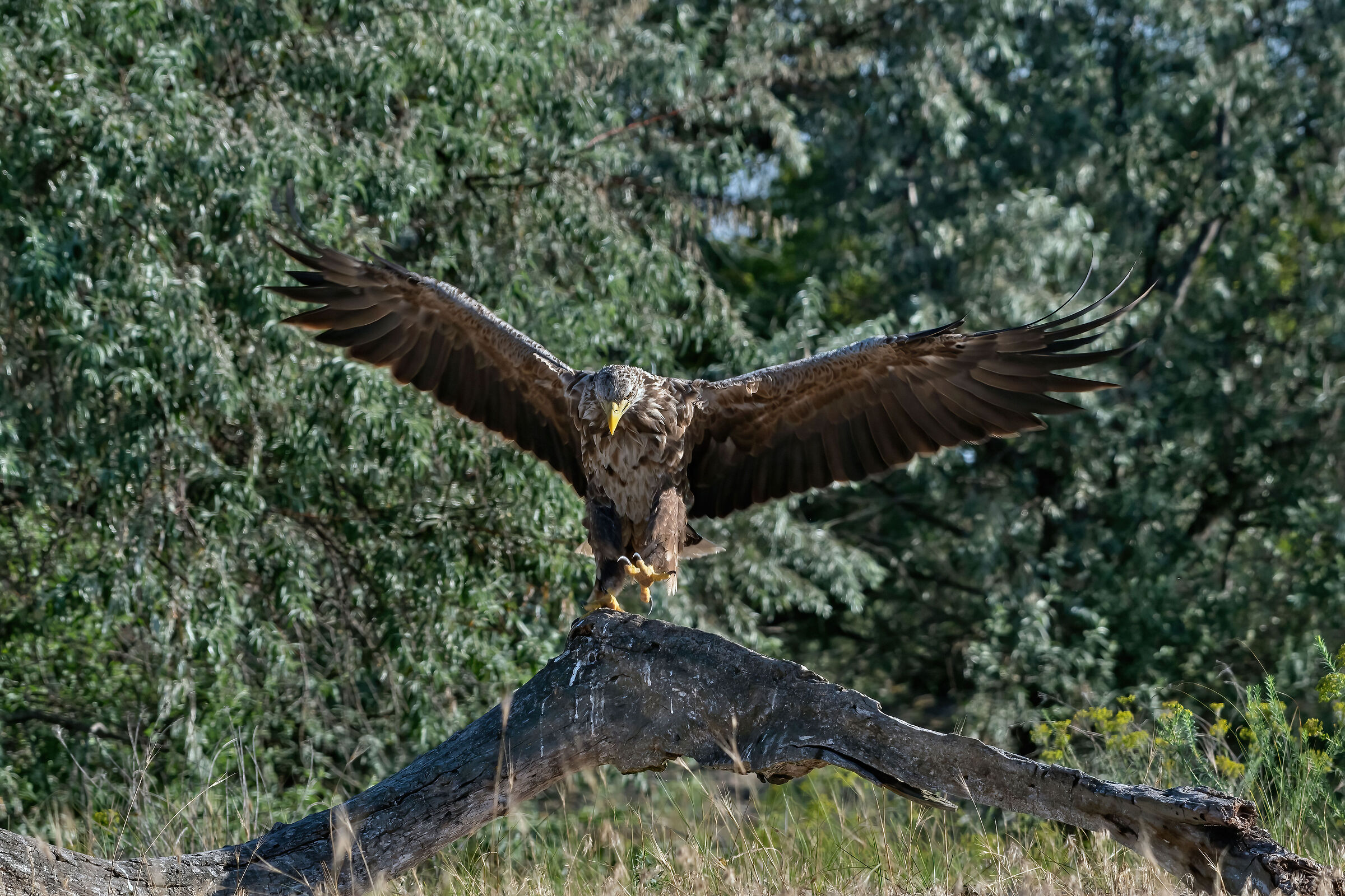 Aquila di mare (Haliaeetus albicilla)