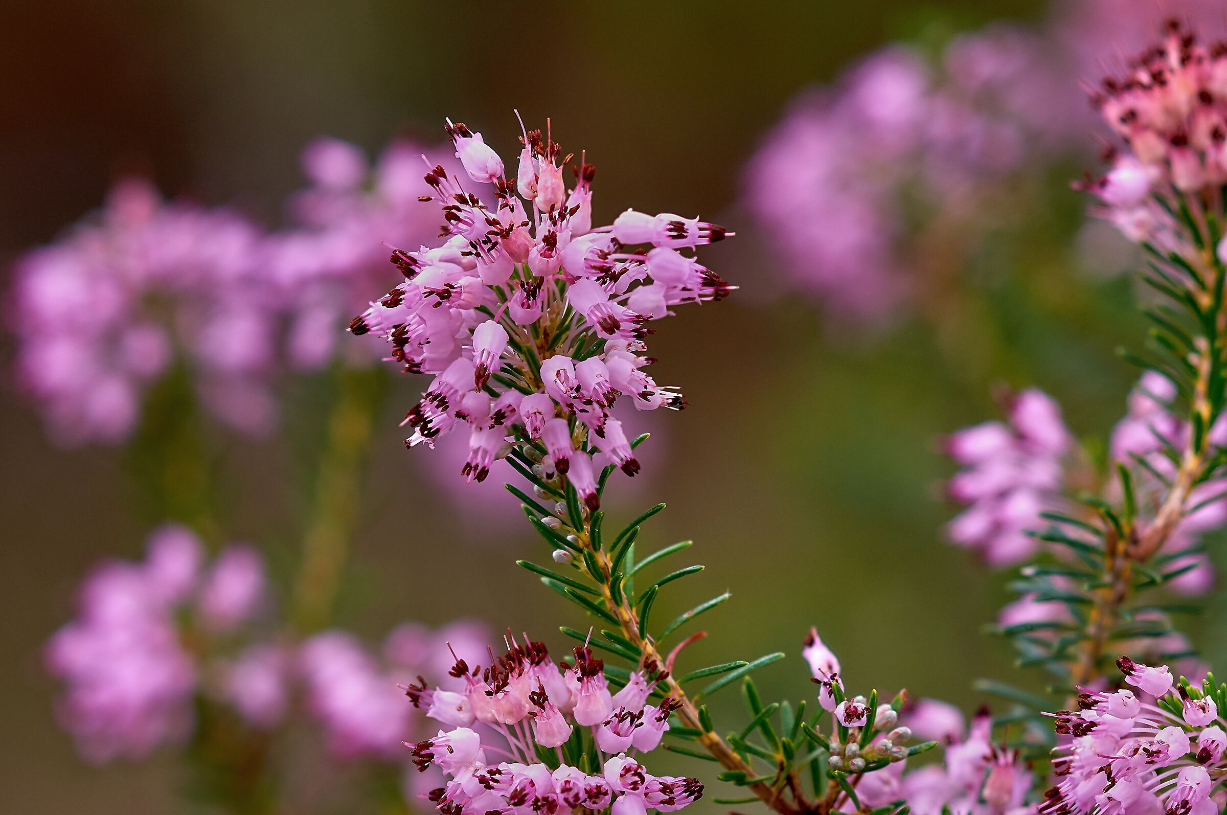 Erica multiflora