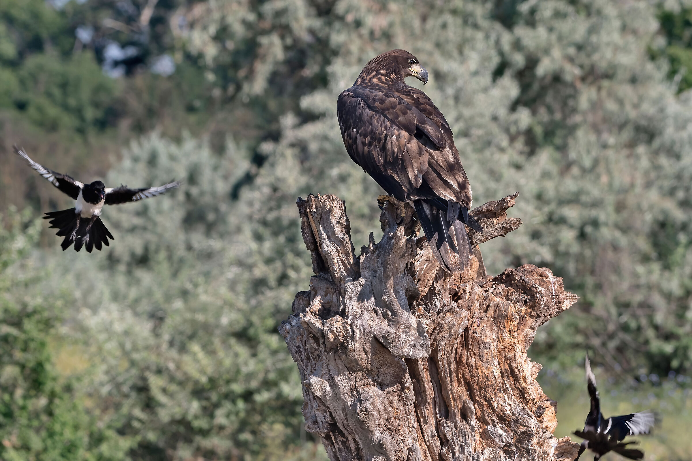 mobbing di Gazze su Aquila di mare juv.