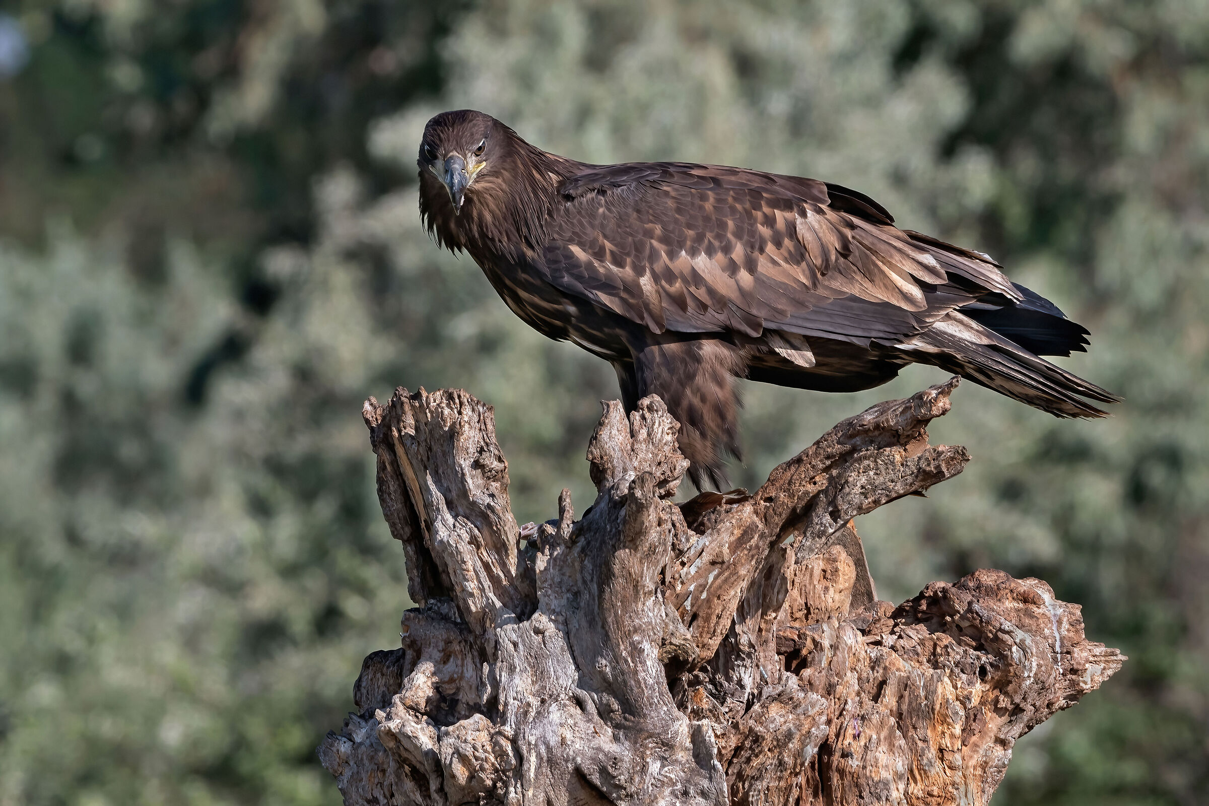 Aquila di mare (Haliaeetus albicilla) juv.