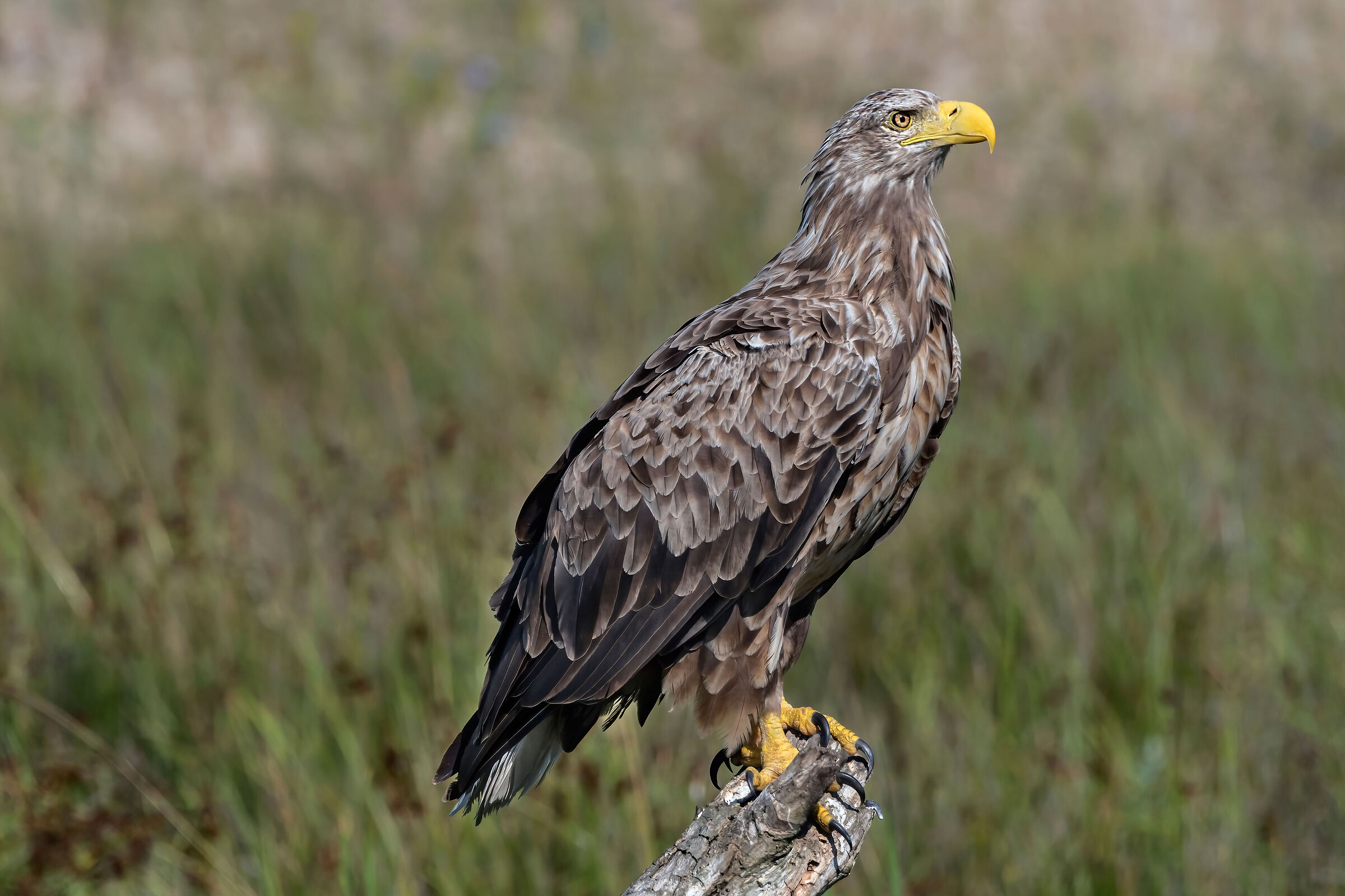 Aquila di mare (Haliaeetus albicilla)