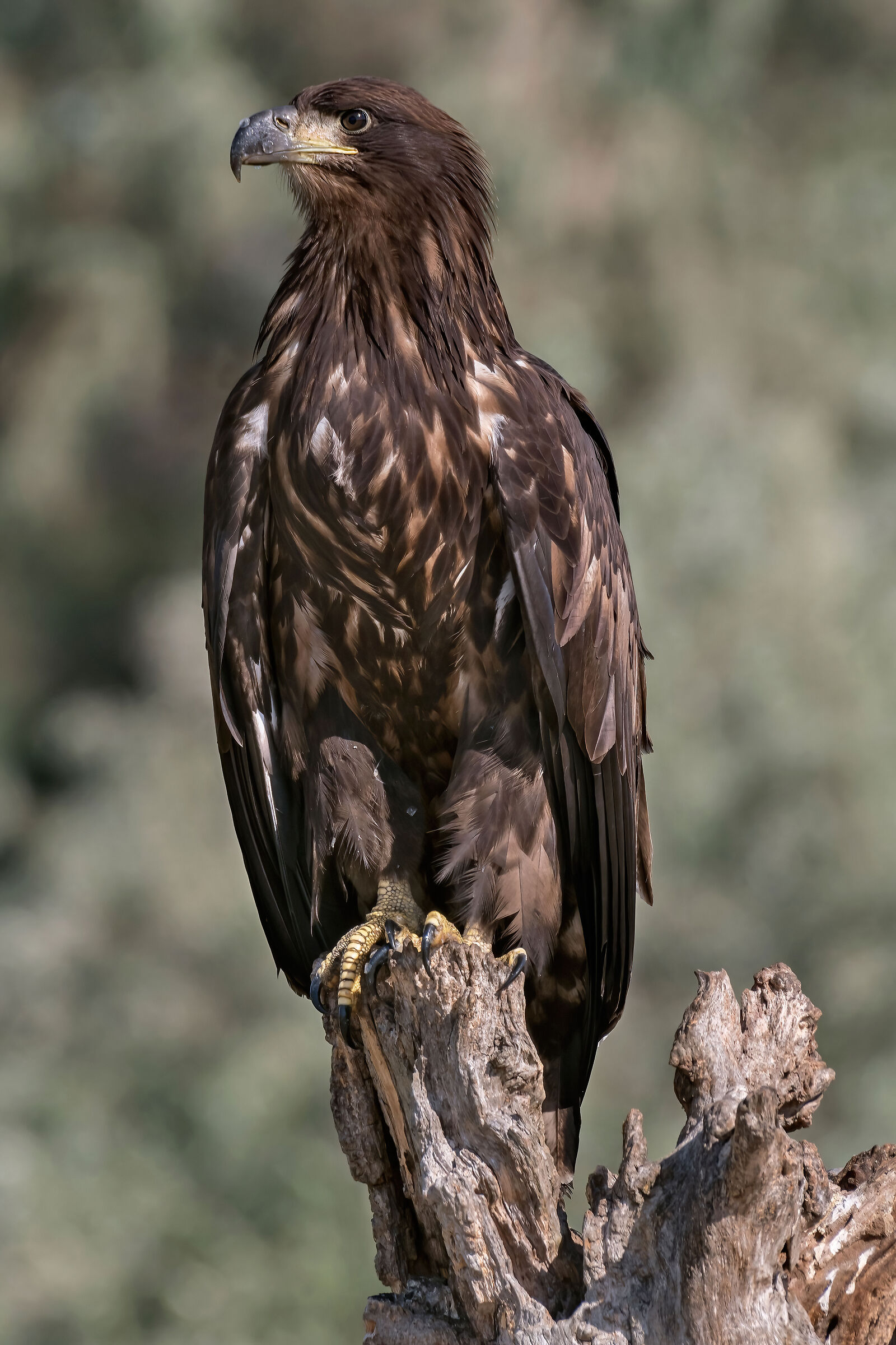 Aquila di mare (Haliaeetus albicilla) juv.
