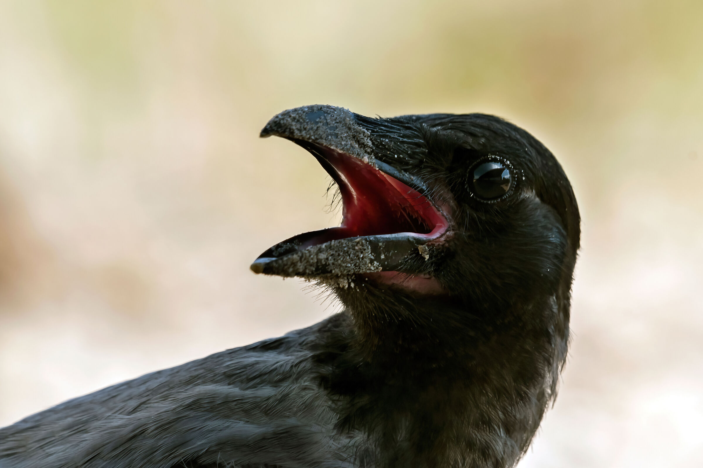 Corvo imperiale (Corvus corax)