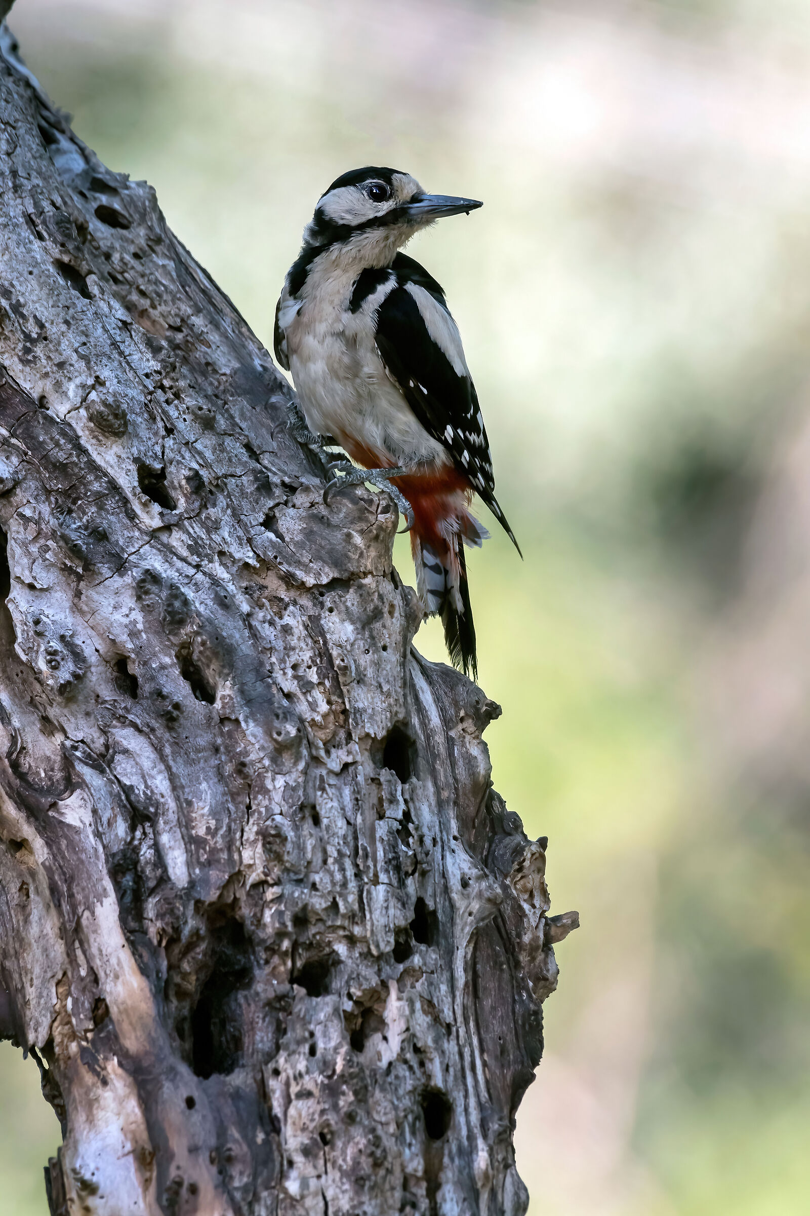 Picchio rosso maggiore (Dendrocopos major)