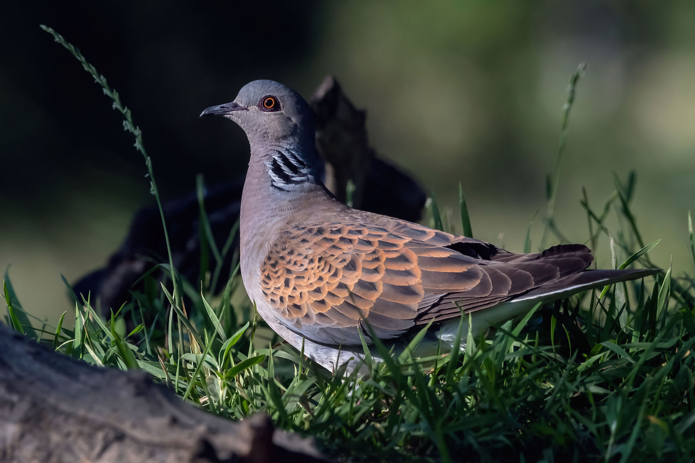 Tortora selvatica (Streptopelia turtur)