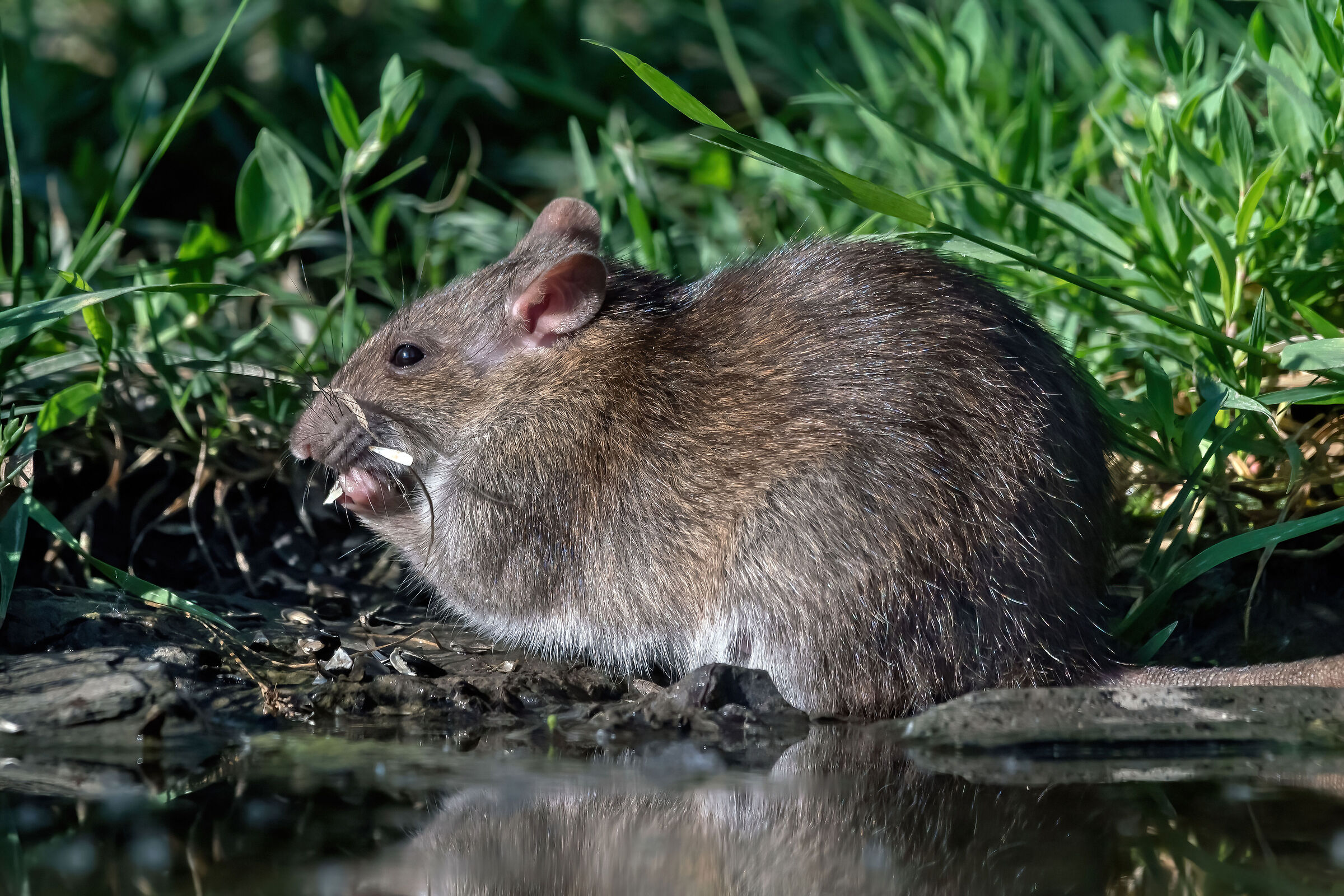 Surmolotto (Rattus norvegicus)