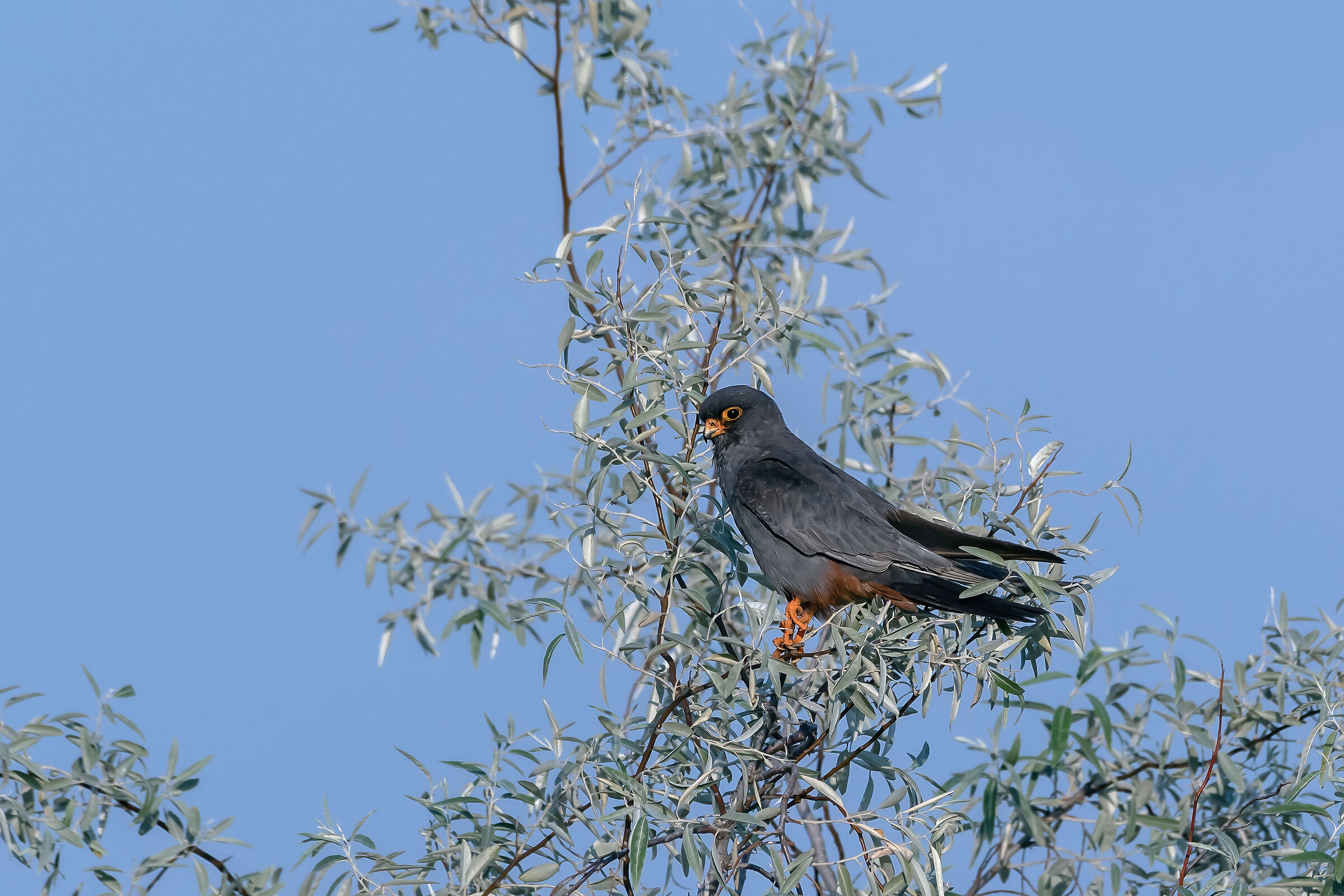Falco-cuculo (Falco vespertinus)