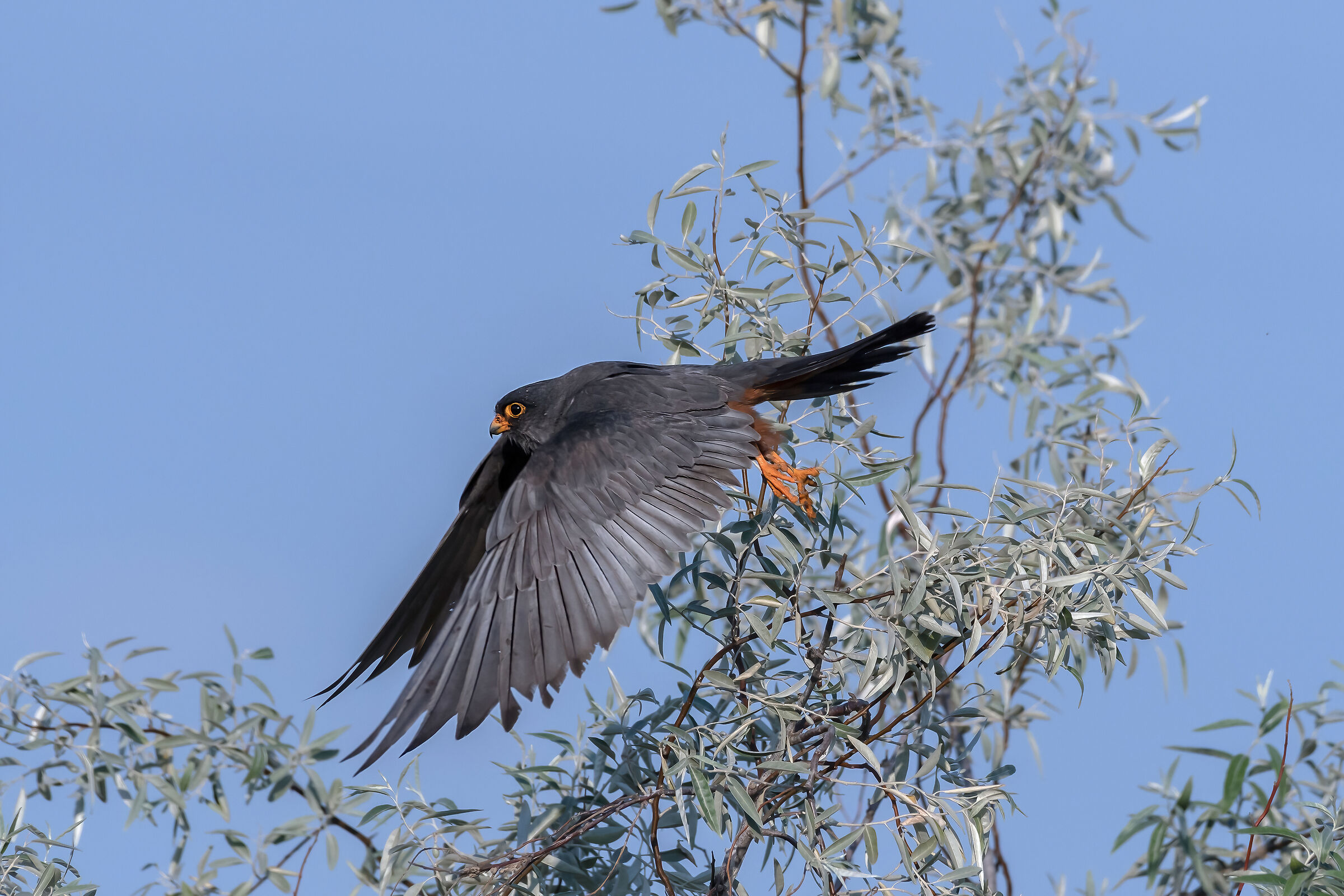 Falco-cuculo (Falco vespertinus)