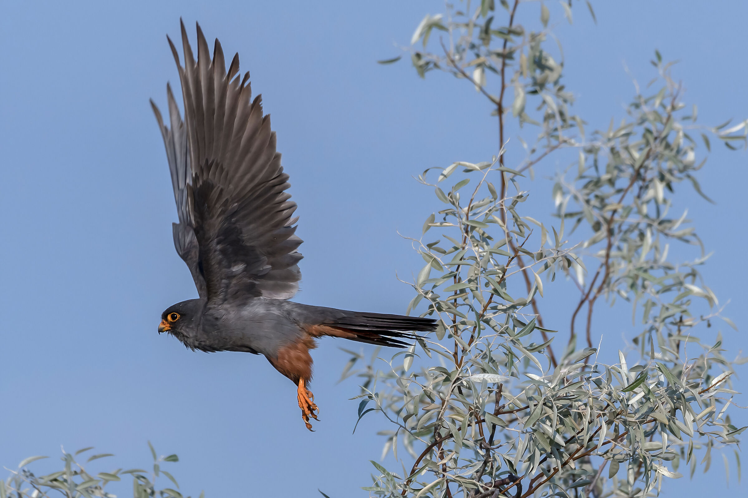 Falco-cuculo (Falco vespertinus)