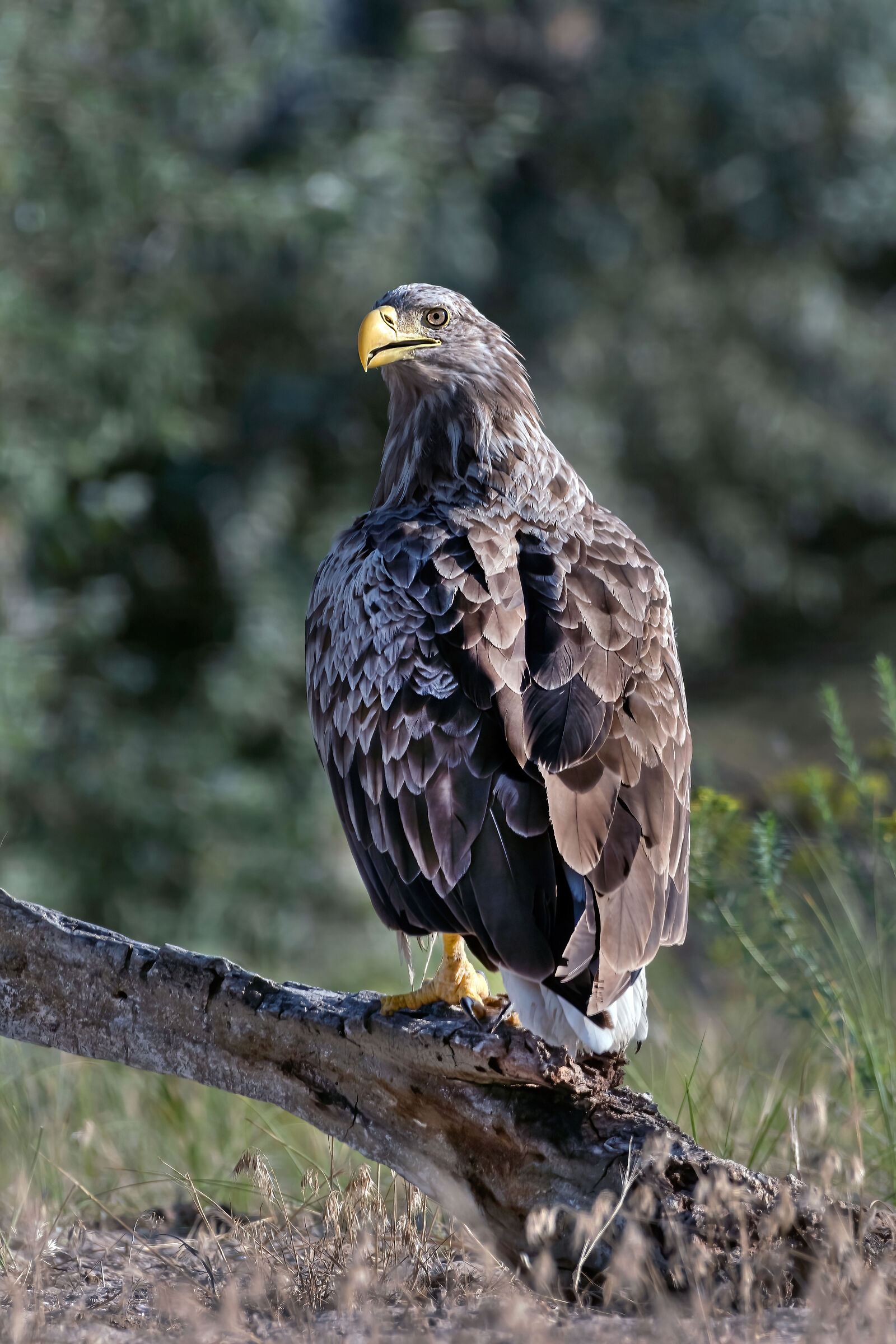 Aquila di mare (Haliaeetus albicilla)