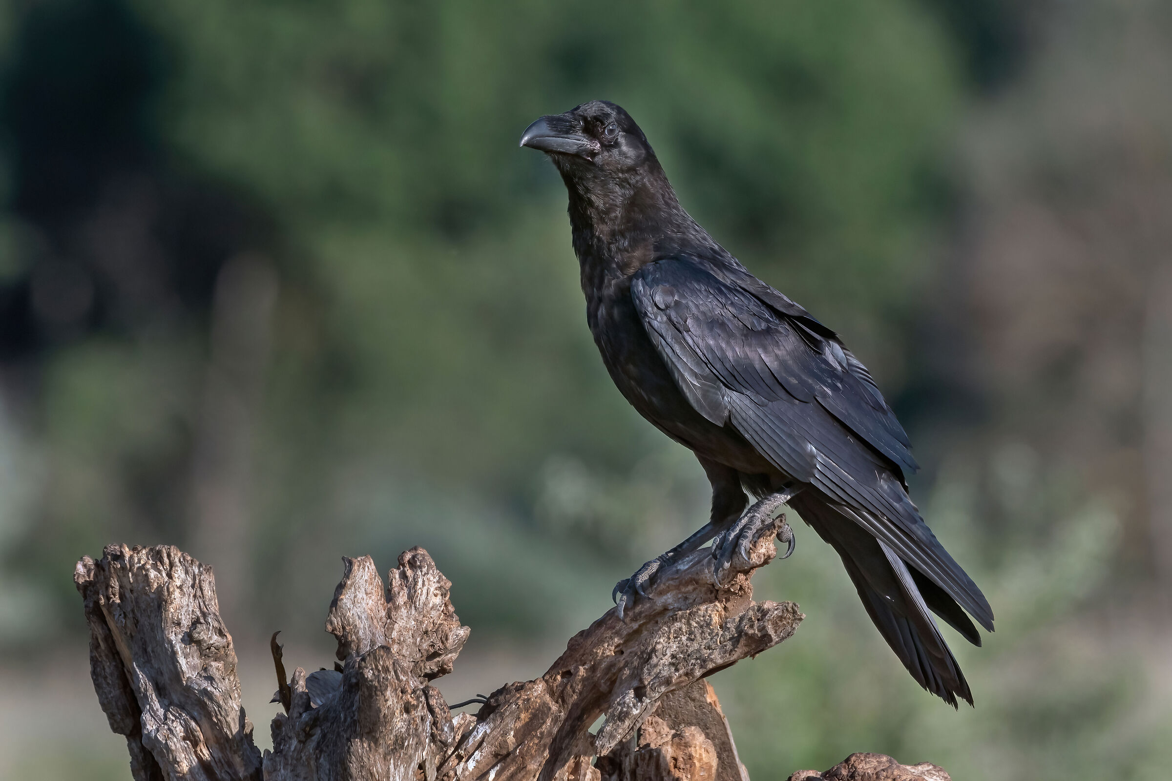 Corvo imperiale (Corvus corax)
