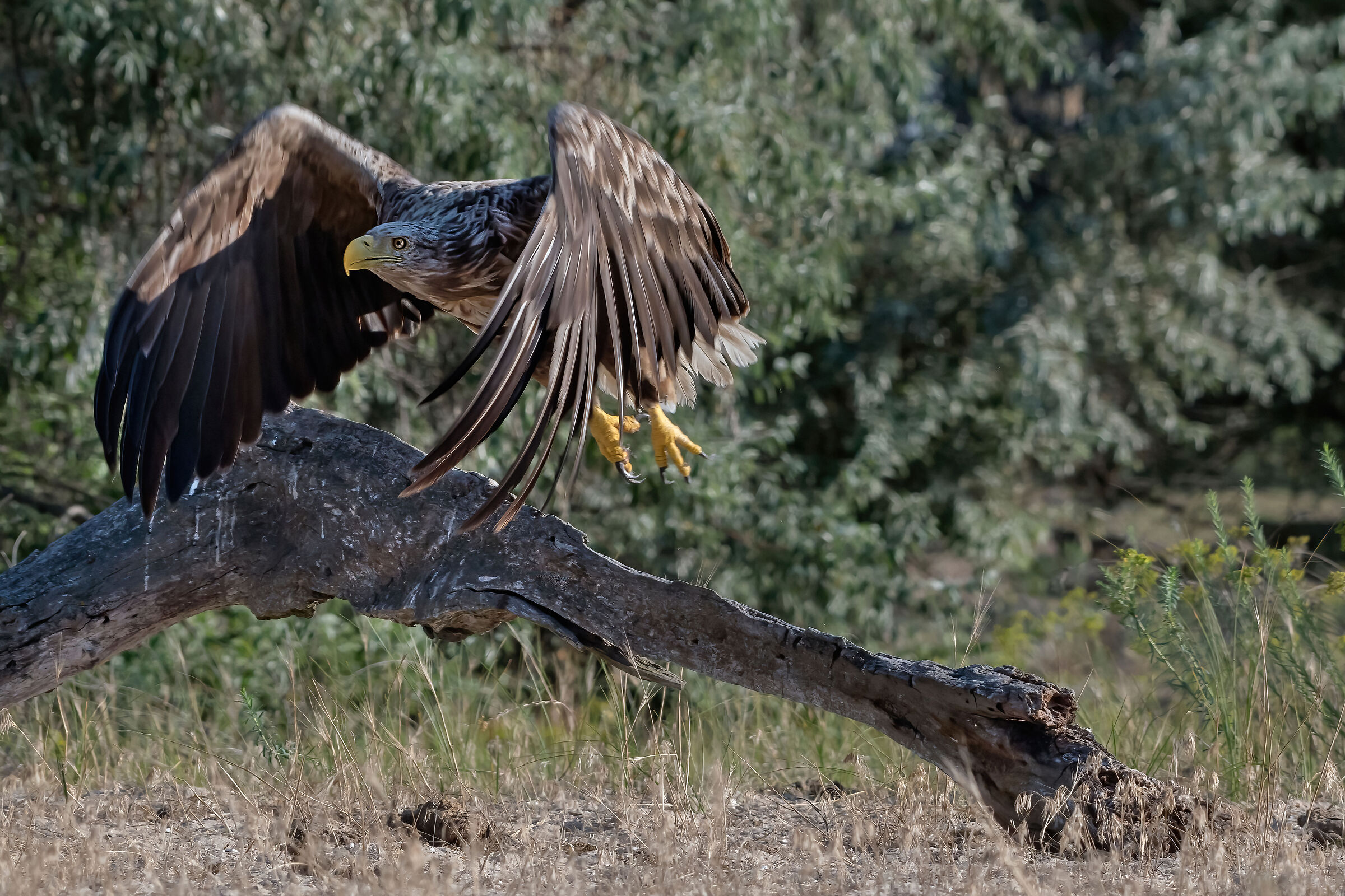 Aquila di mare (Haliaeetus albicilla)