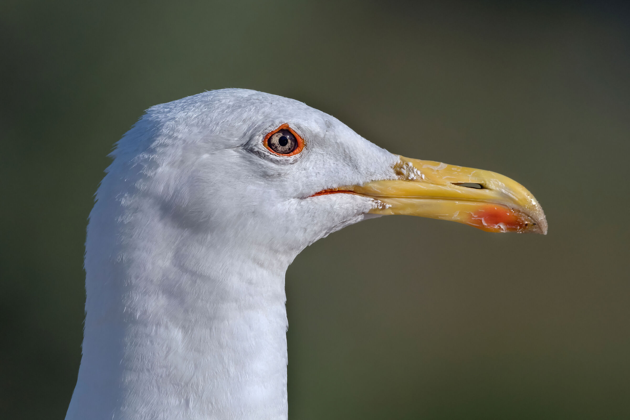 Gabbiano reale (Larus argentatus)