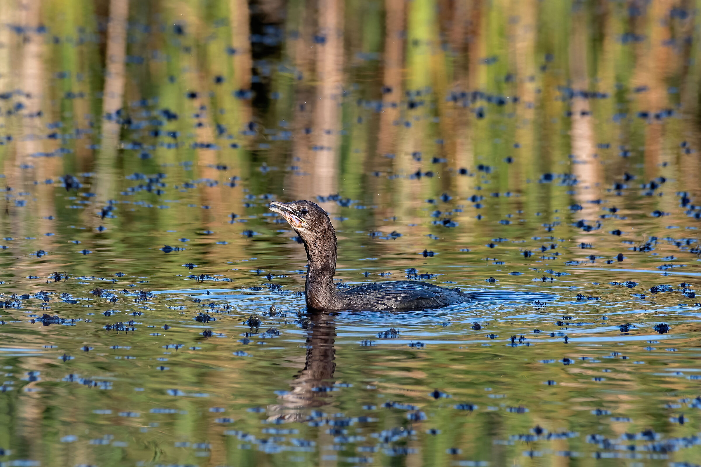 Marangone minore (Phalacrocorax pygmeus)