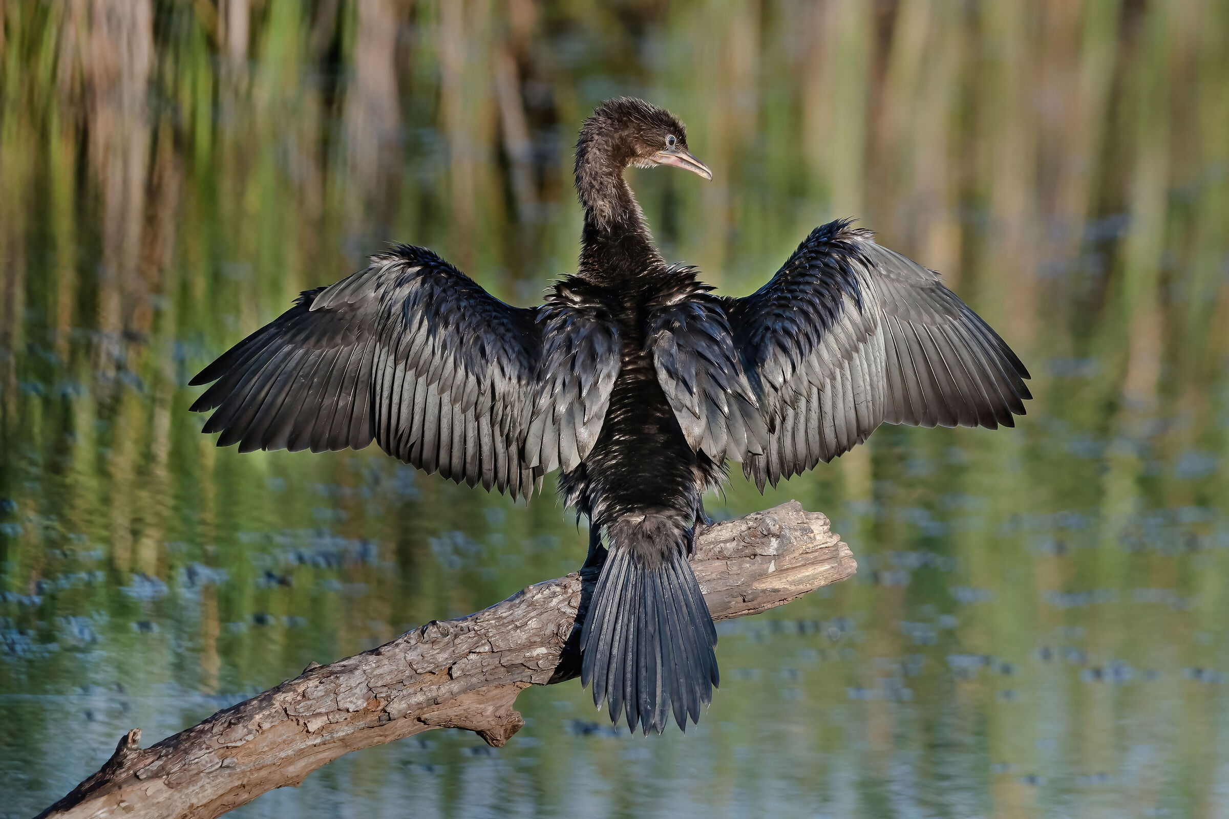 Marangone minore (Phalacrocorax pygmeus)