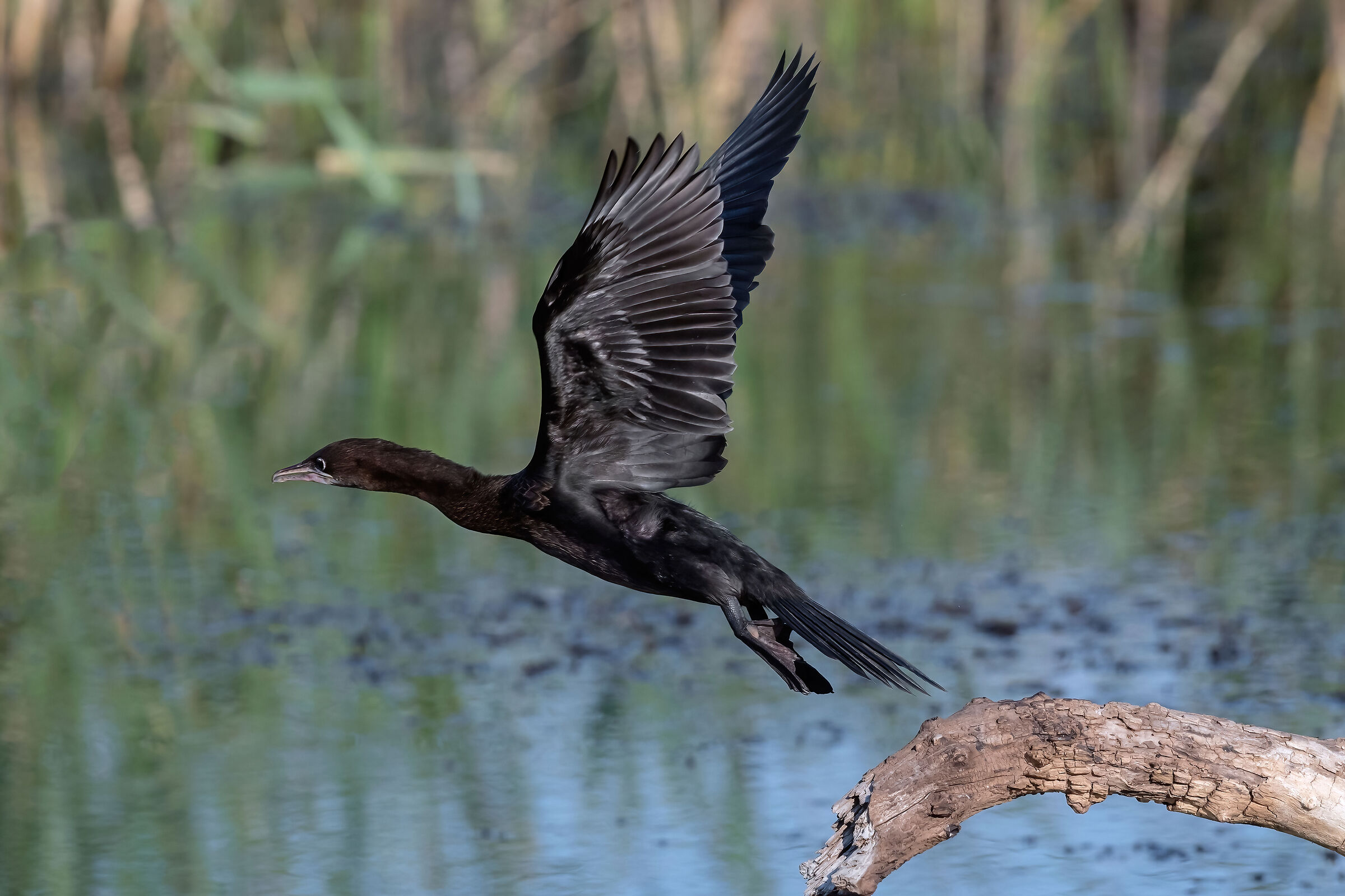 Marangone minore (Phalacrocorax pygmeus)