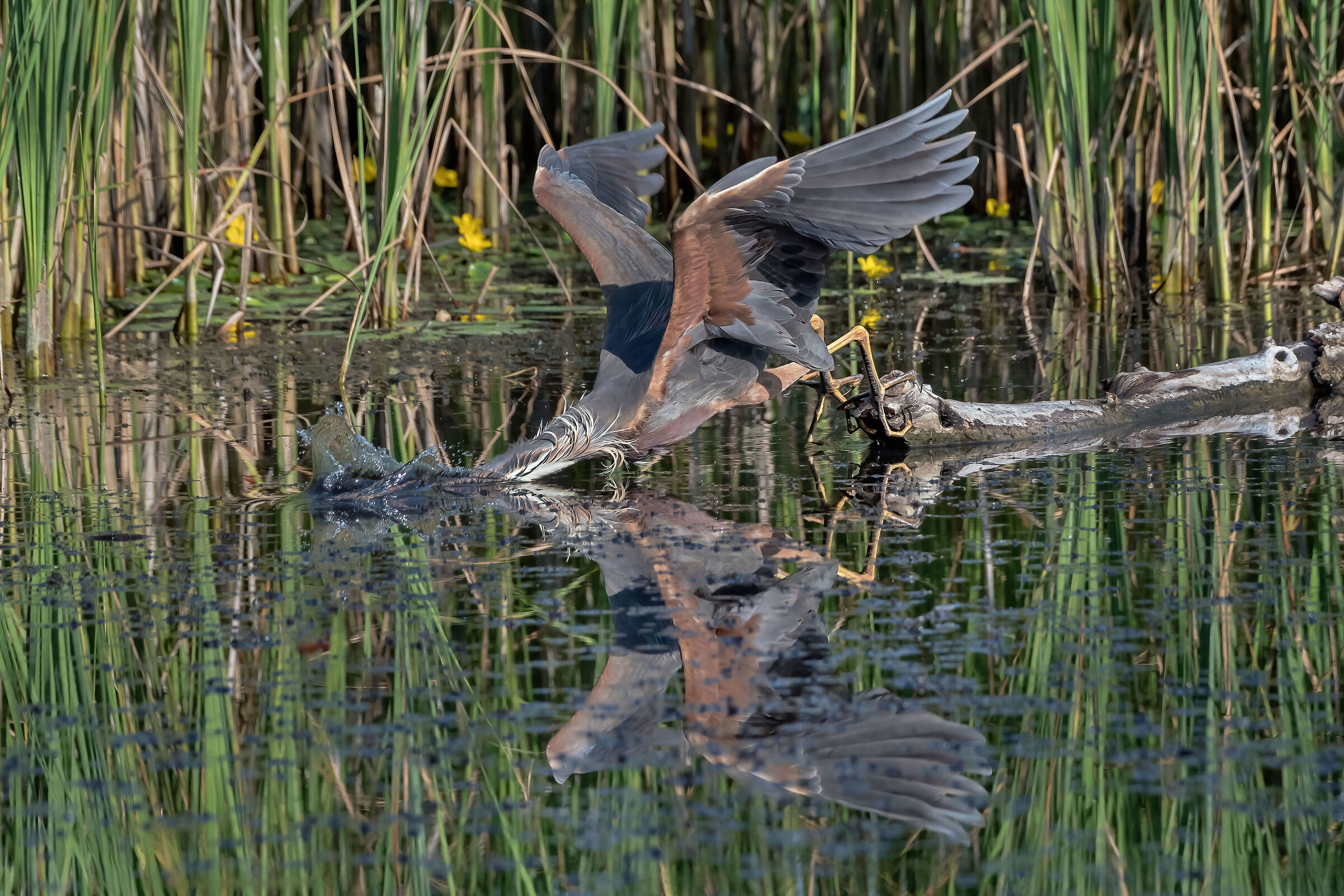 Airone rosso (Ardea purpurea)