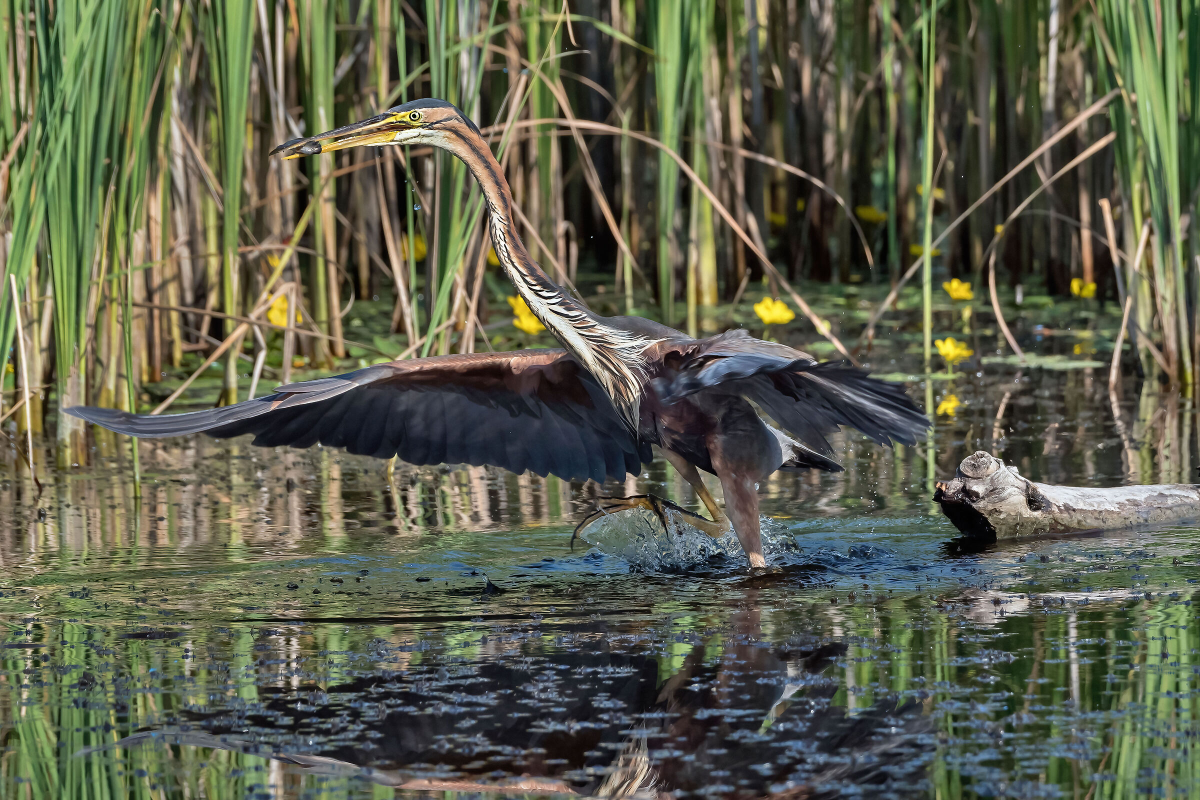 Airone rosso (Ardea purpurea)