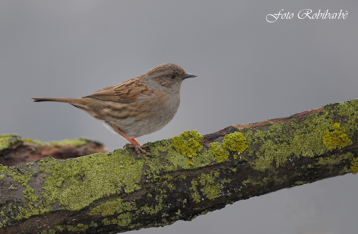 Passera scopaiola......