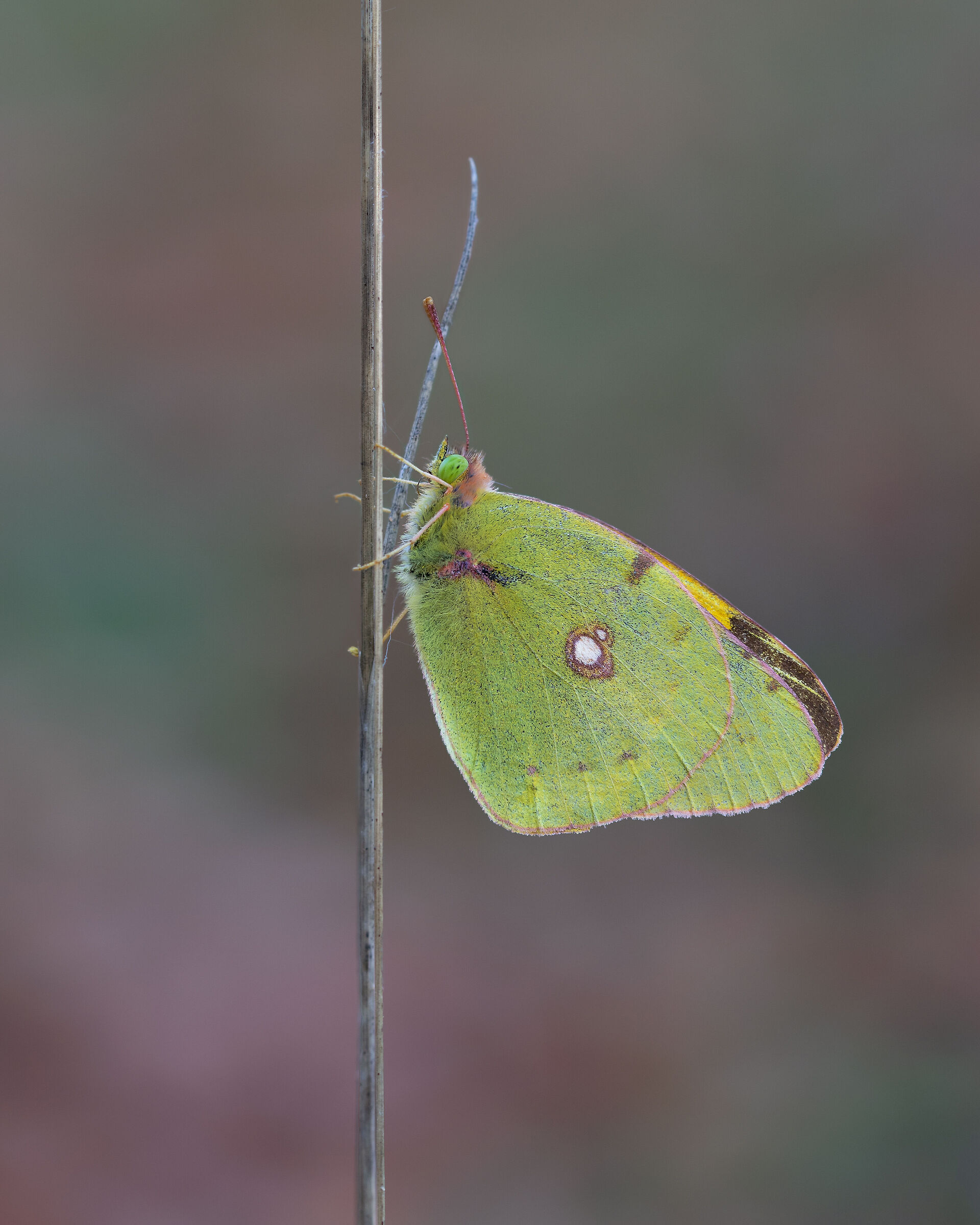 Colias autunnale