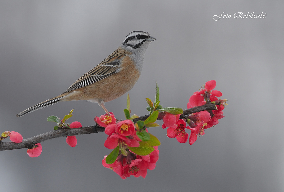 Zigolo muciatto.....