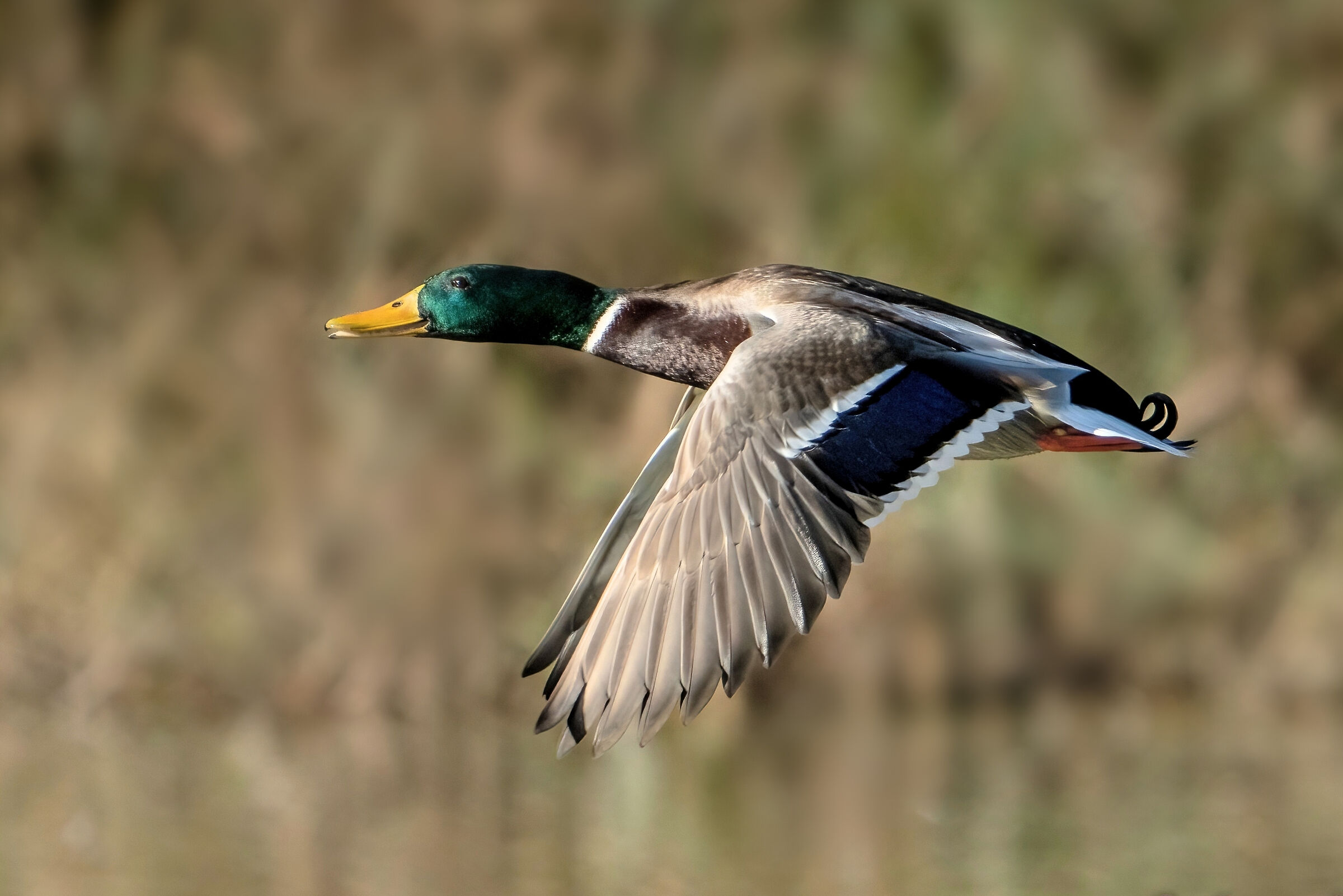 Germano reale (Anas platyrhynchos)
