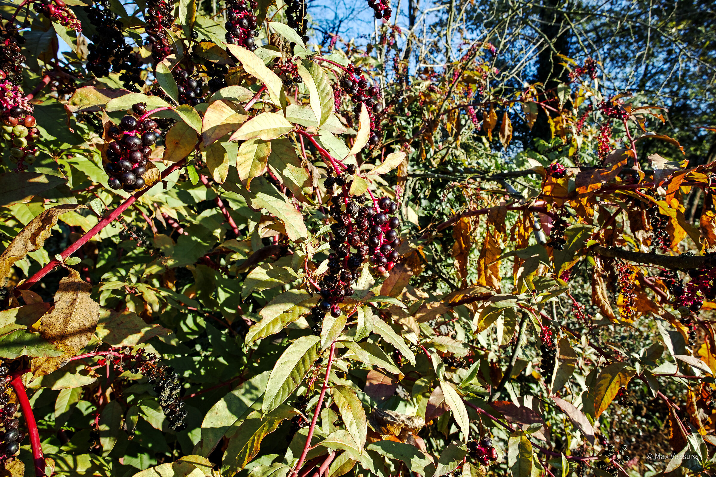 Berries