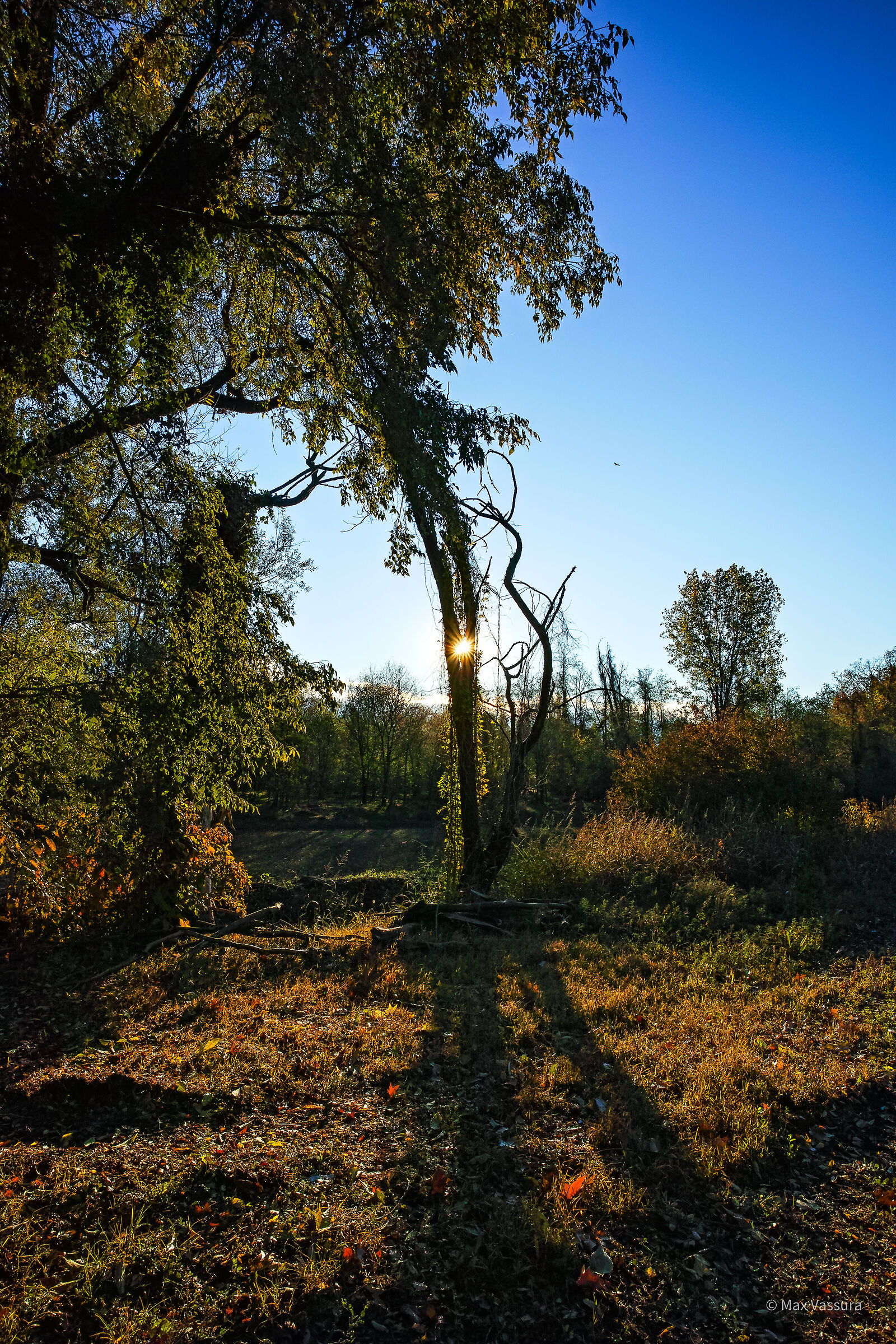 Plays of light in the trees