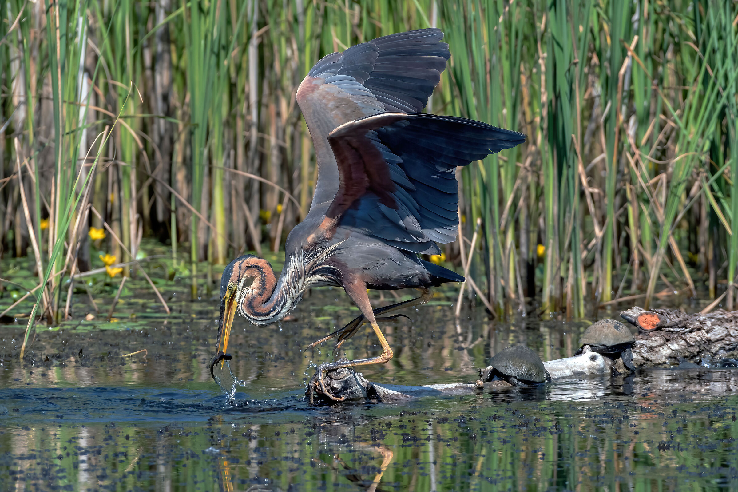 Airone rosso (Ardea purpurea)