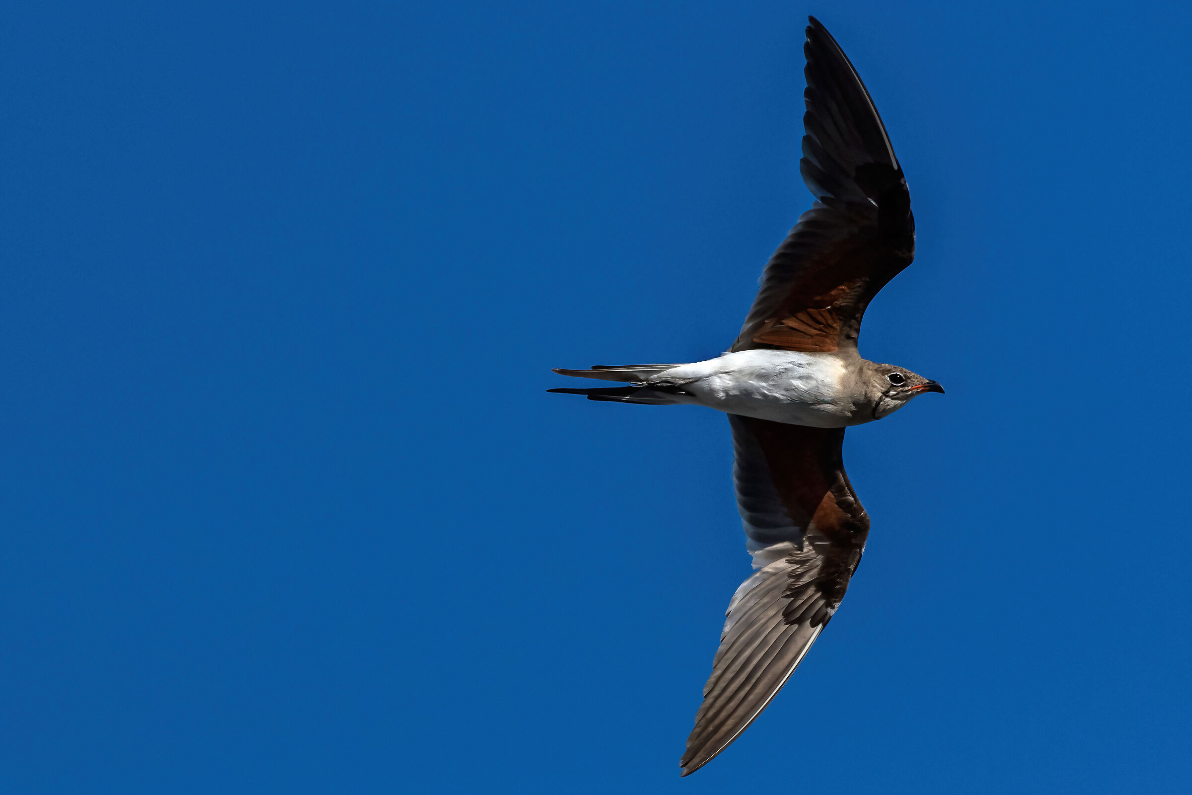 Pernice di mare (Glareola pratincola)