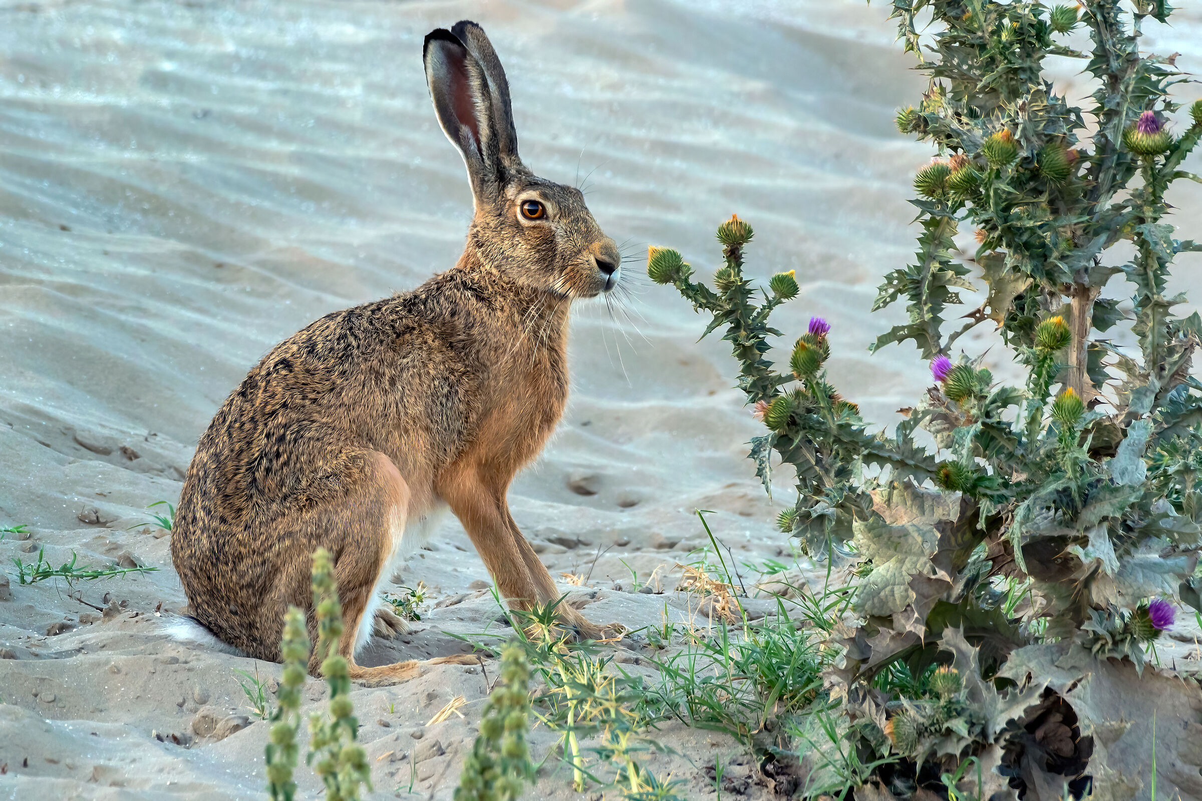 Lepre (Lepus europaeus)