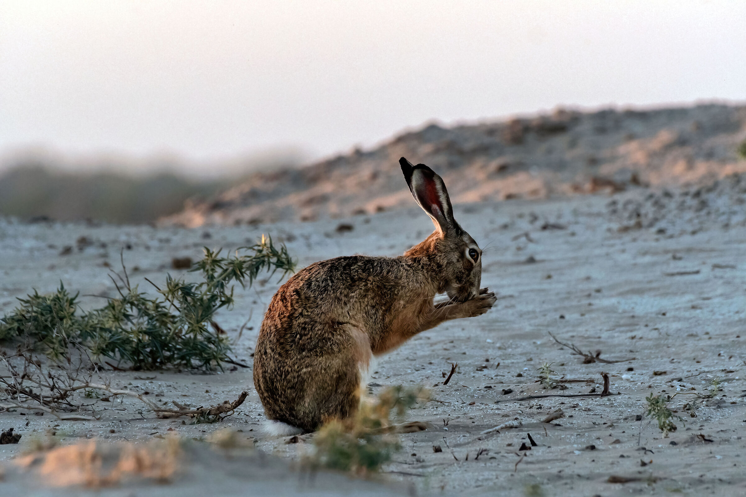 Lepre (Lepus europaeus)
