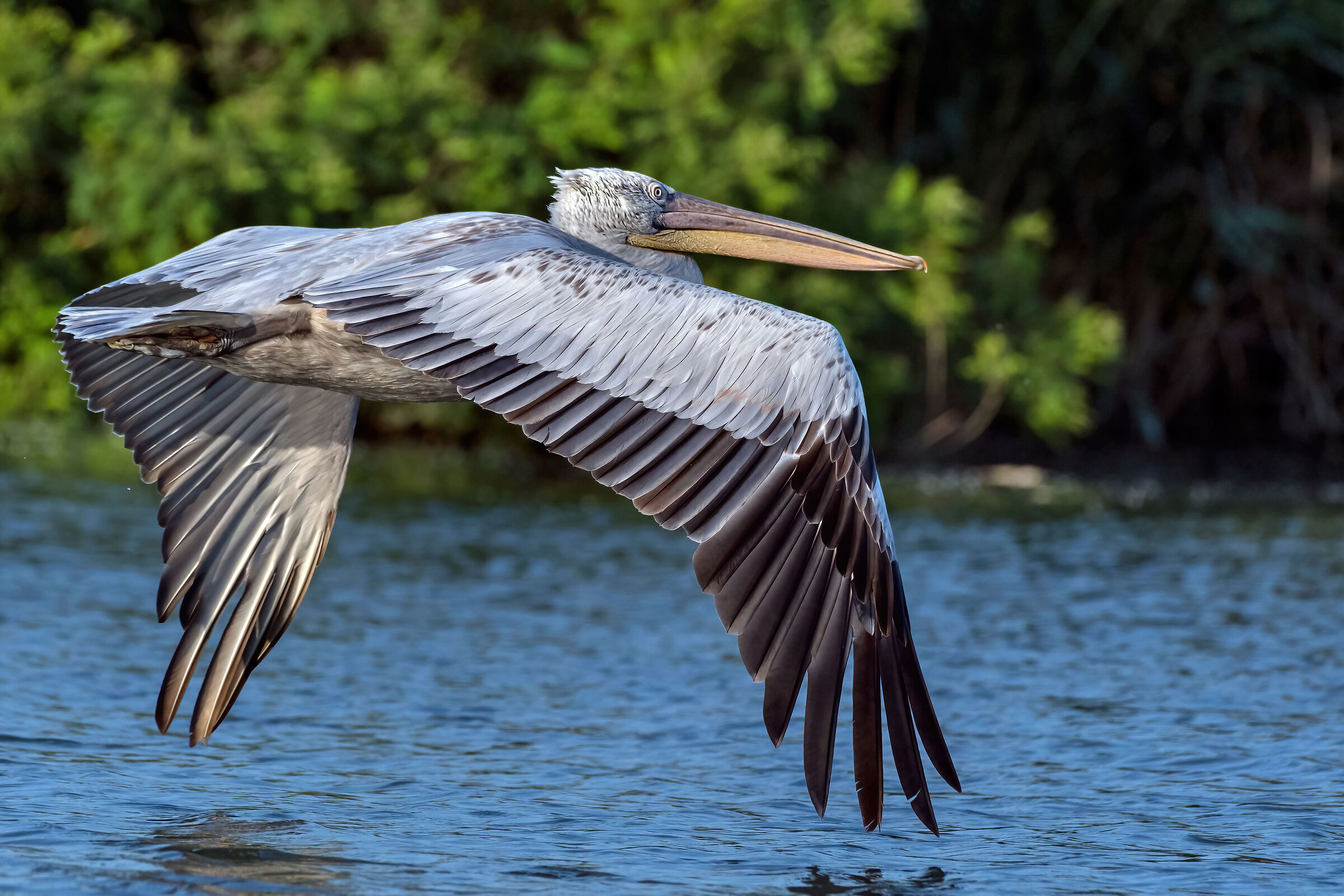 Pellicano (Pelecanus onocrotalus)